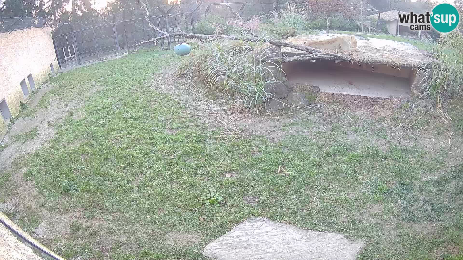 Löwe live Webcam im Zoo von Ljubljana – Slowenien