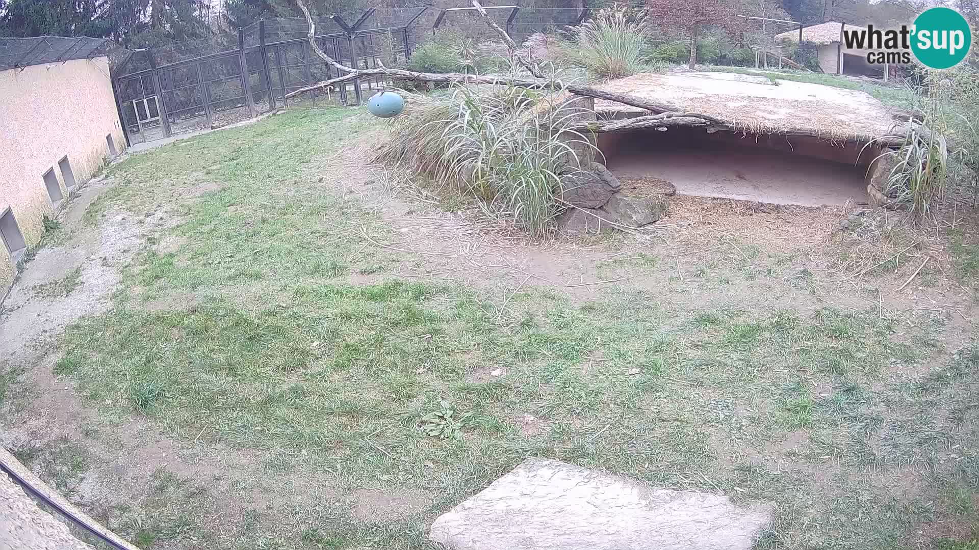 LEONE live Webcam nello zoo di Lubiana – Slovenia