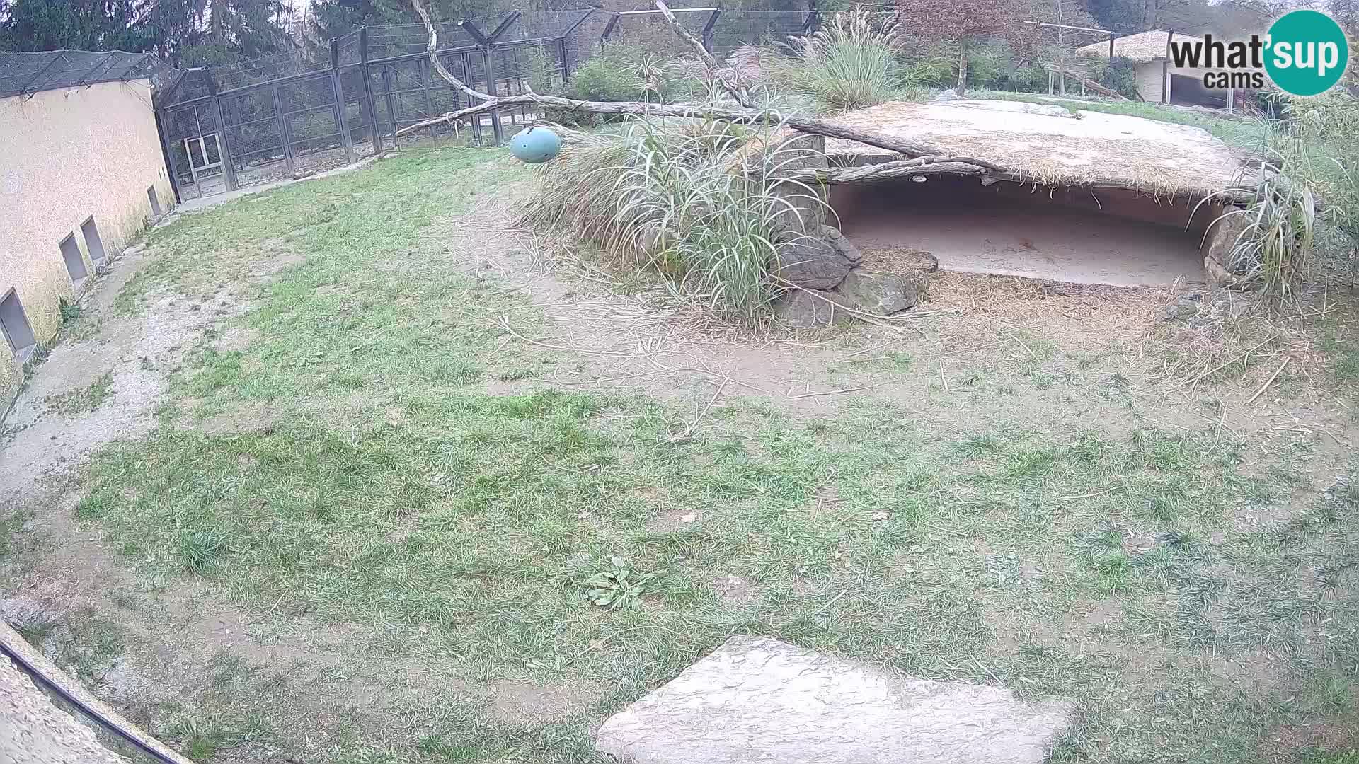 LION live Webcam in Ljubljana Zoo – Slovenia