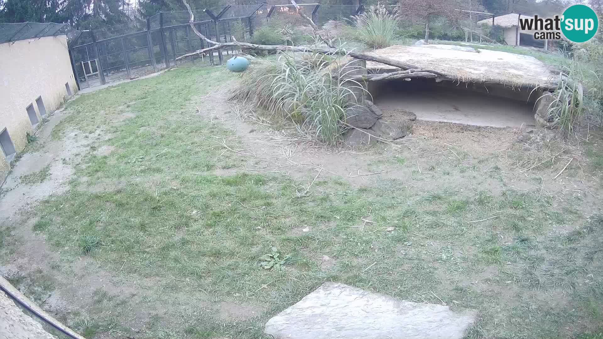 LEON Webcam en vivo en Ljubljana Zoo – Eslovenia