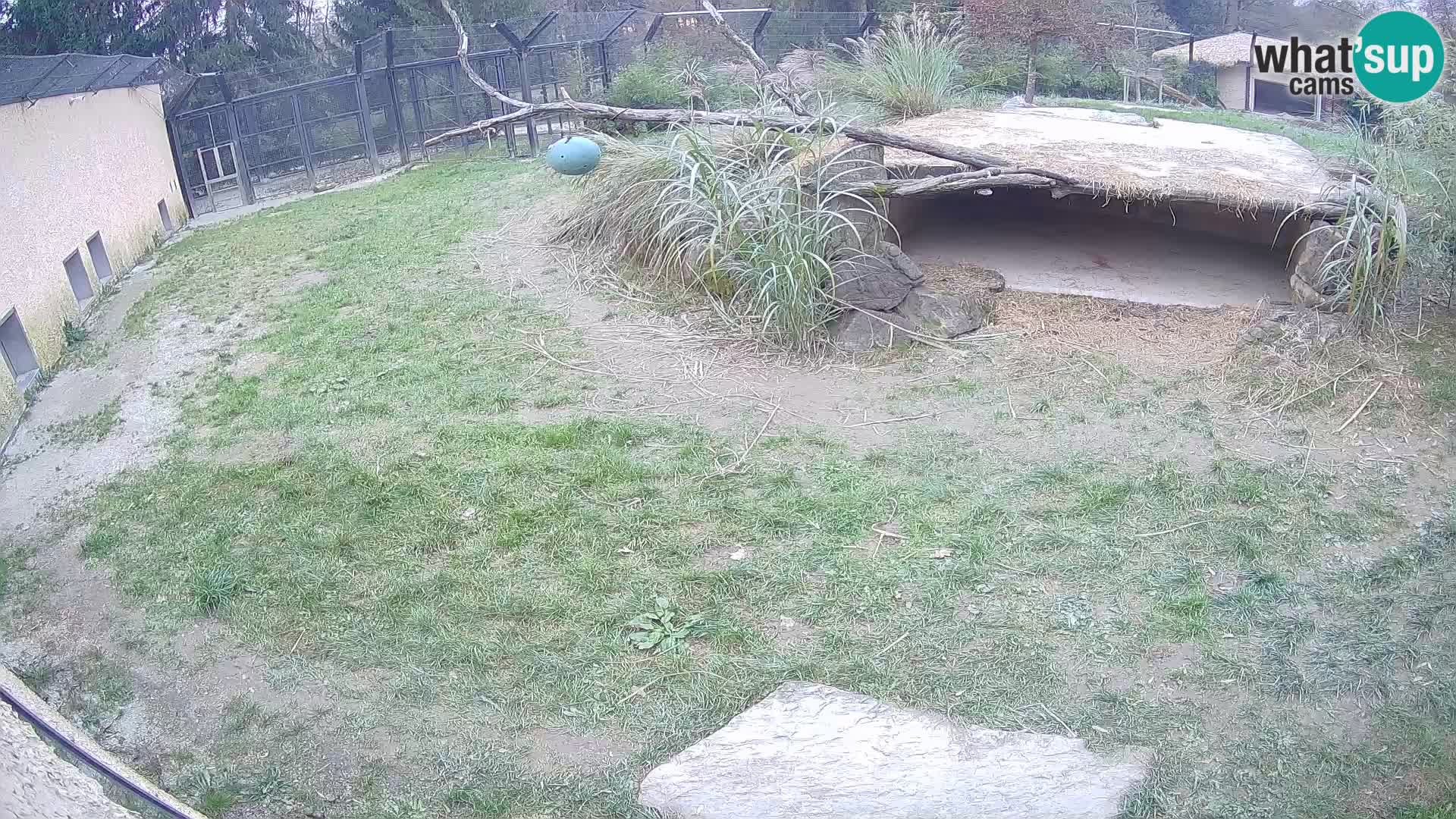 LEVI spletna kamera v živalskem vrtu Ljubljana Zoo