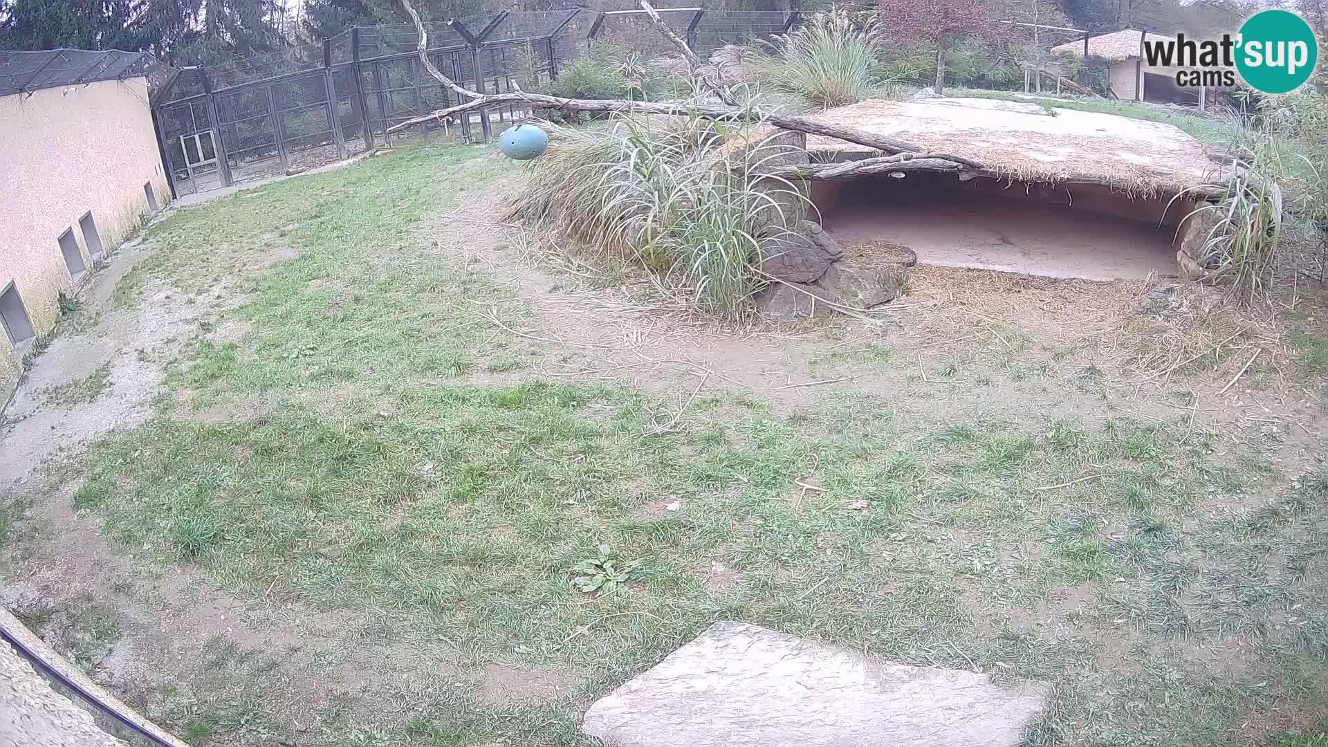 LEONE live Webcam nello zoo di Lubiana – Slovenia