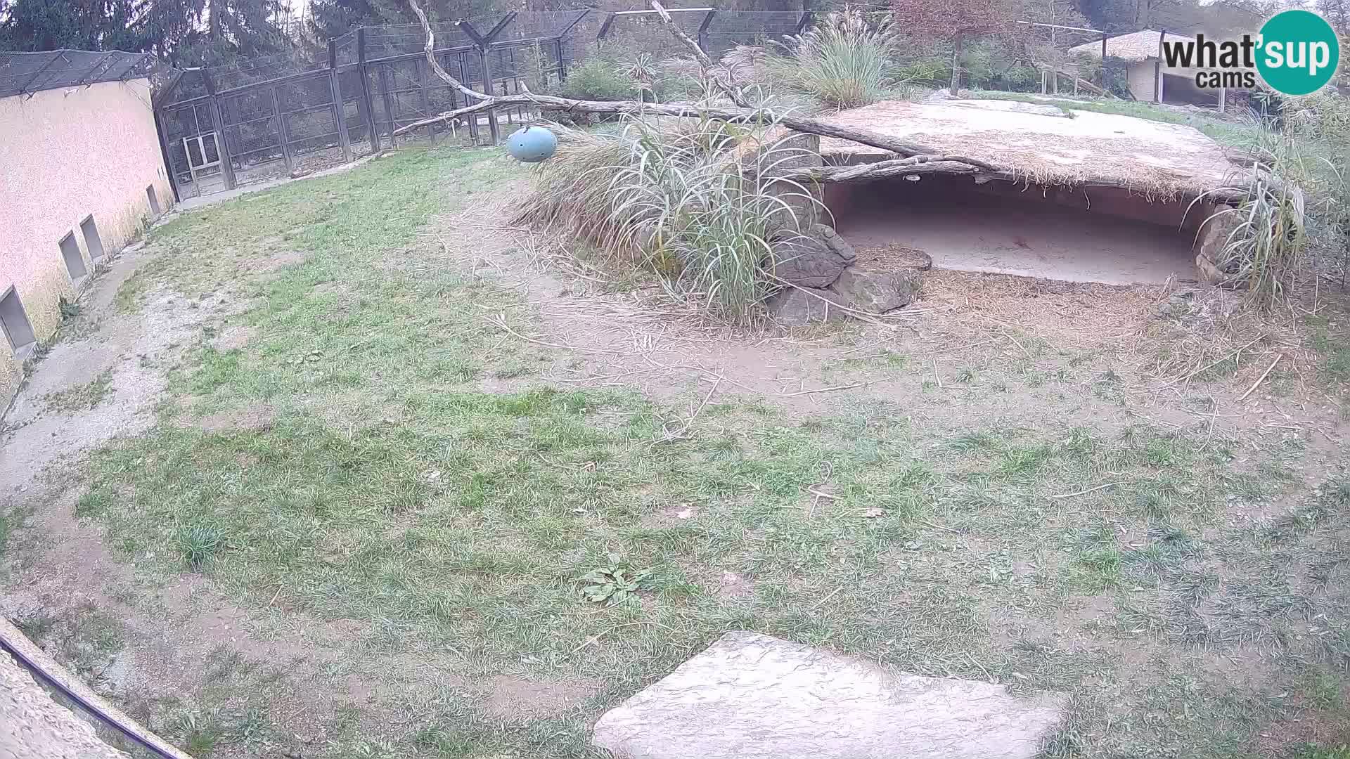 Löwe live Webcam im Zoo von Ljubljana – Slowenien