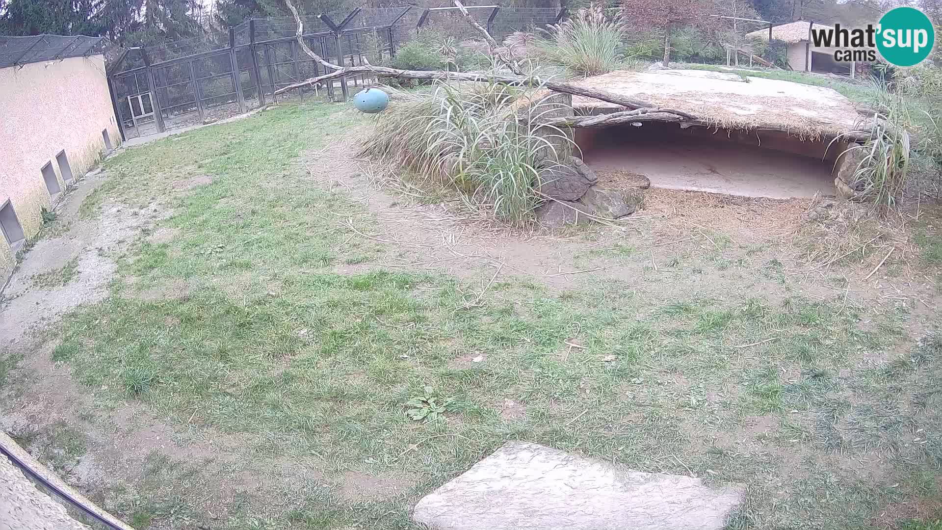 LEONE live Webcam nello zoo di Lubiana – Slovenia