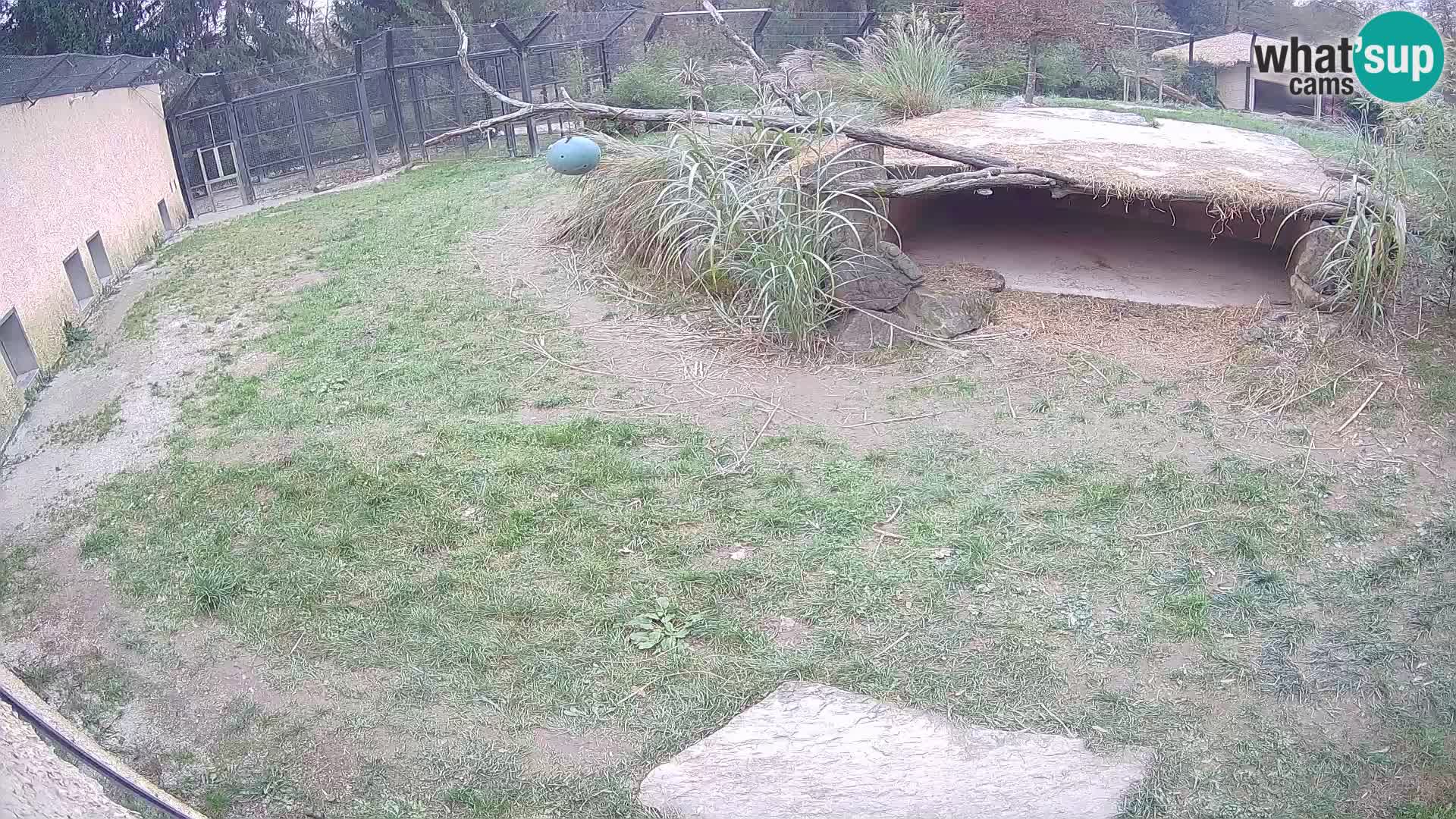 LEONE live Webcam nello zoo di Lubiana – Slovenia