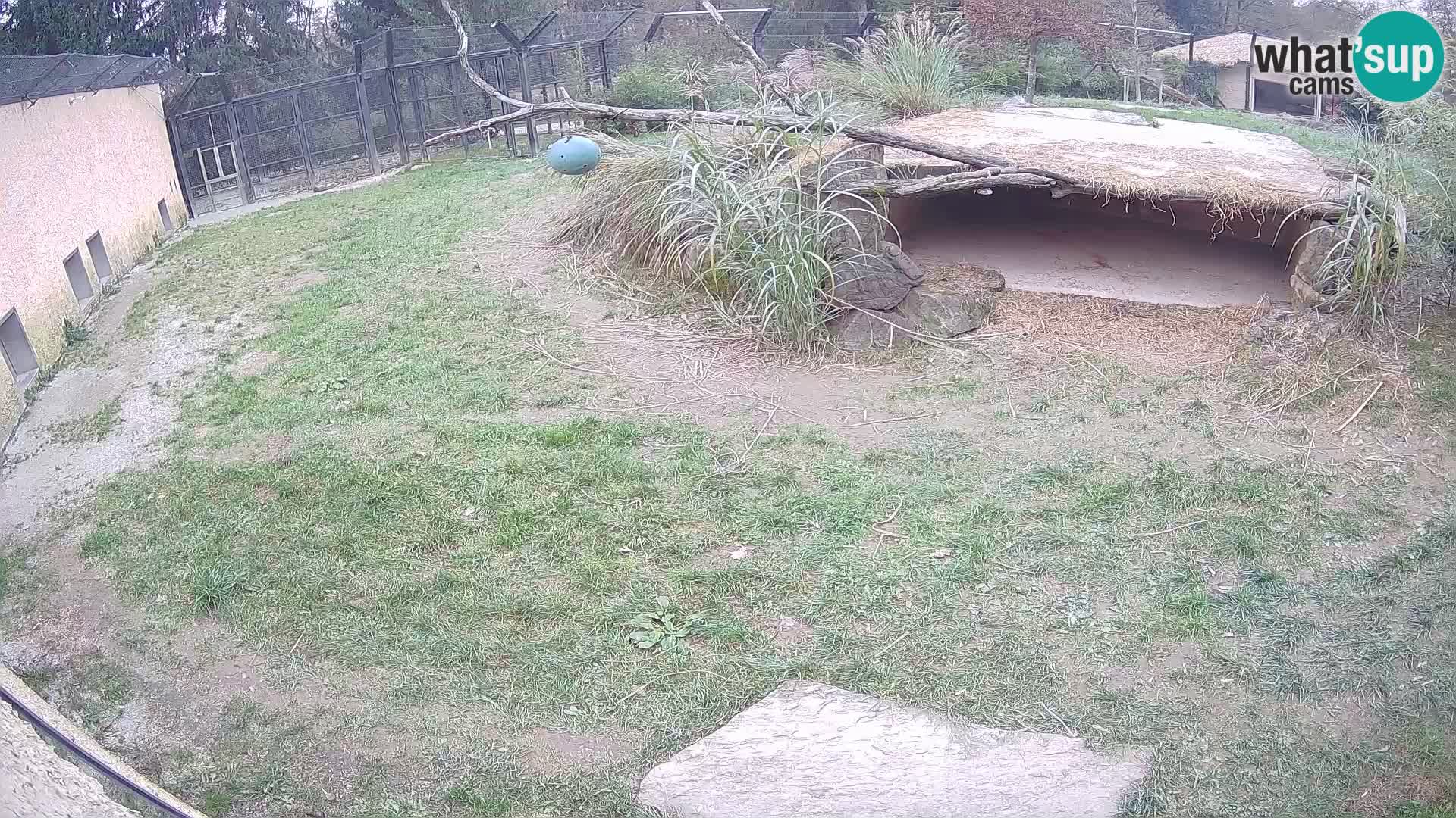 LEONE live Webcam nello zoo di Lubiana – Slovenia