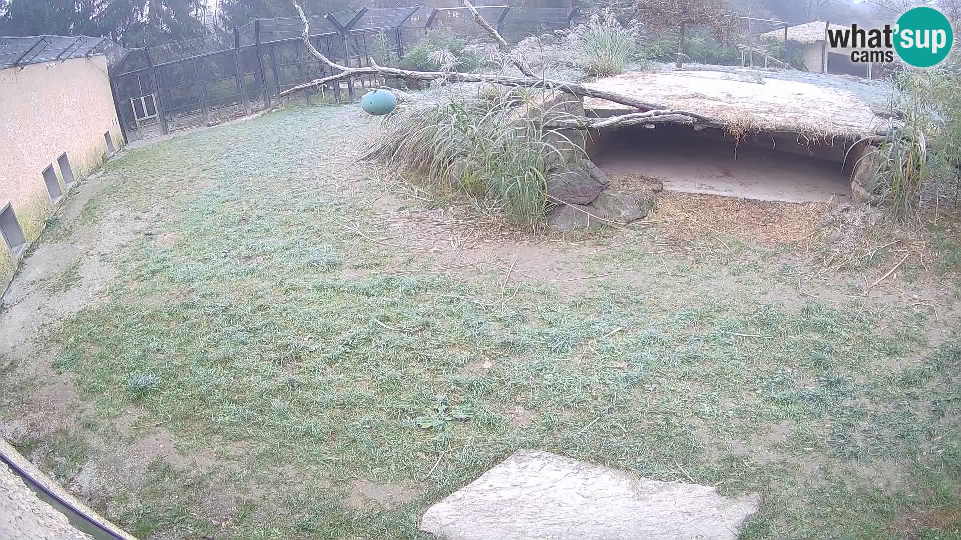 LEONE live Webcam nello zoo di Lubiana – Slovenia