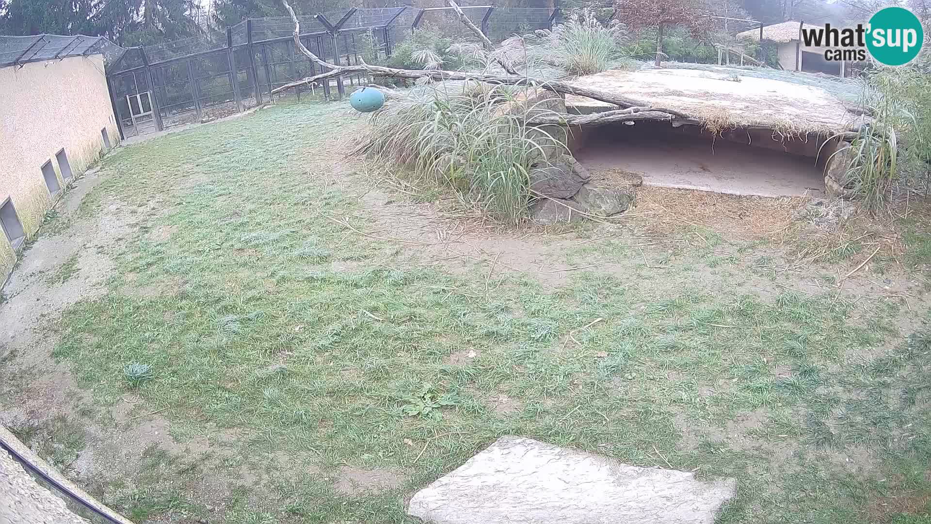 LEON Webcam en vivo en Ljubljana Zoo – Eslovenia