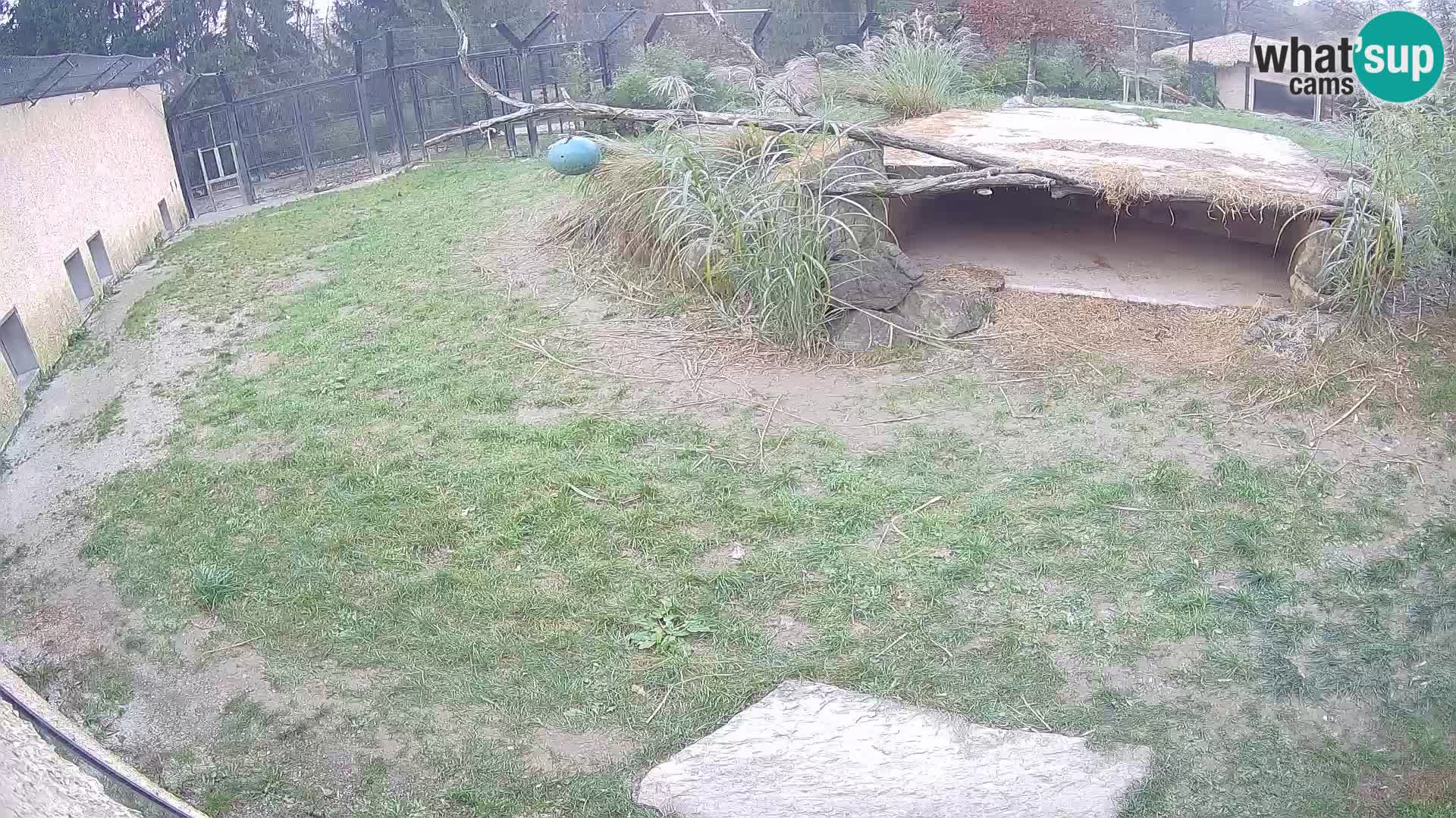 Löwe live Webcam im Zoo von Ljubljana – Slowenien