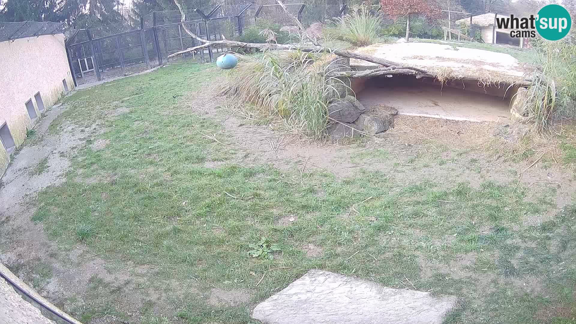 LEON Webcam en vivo en Ljubljana Zoo – Eslovenia