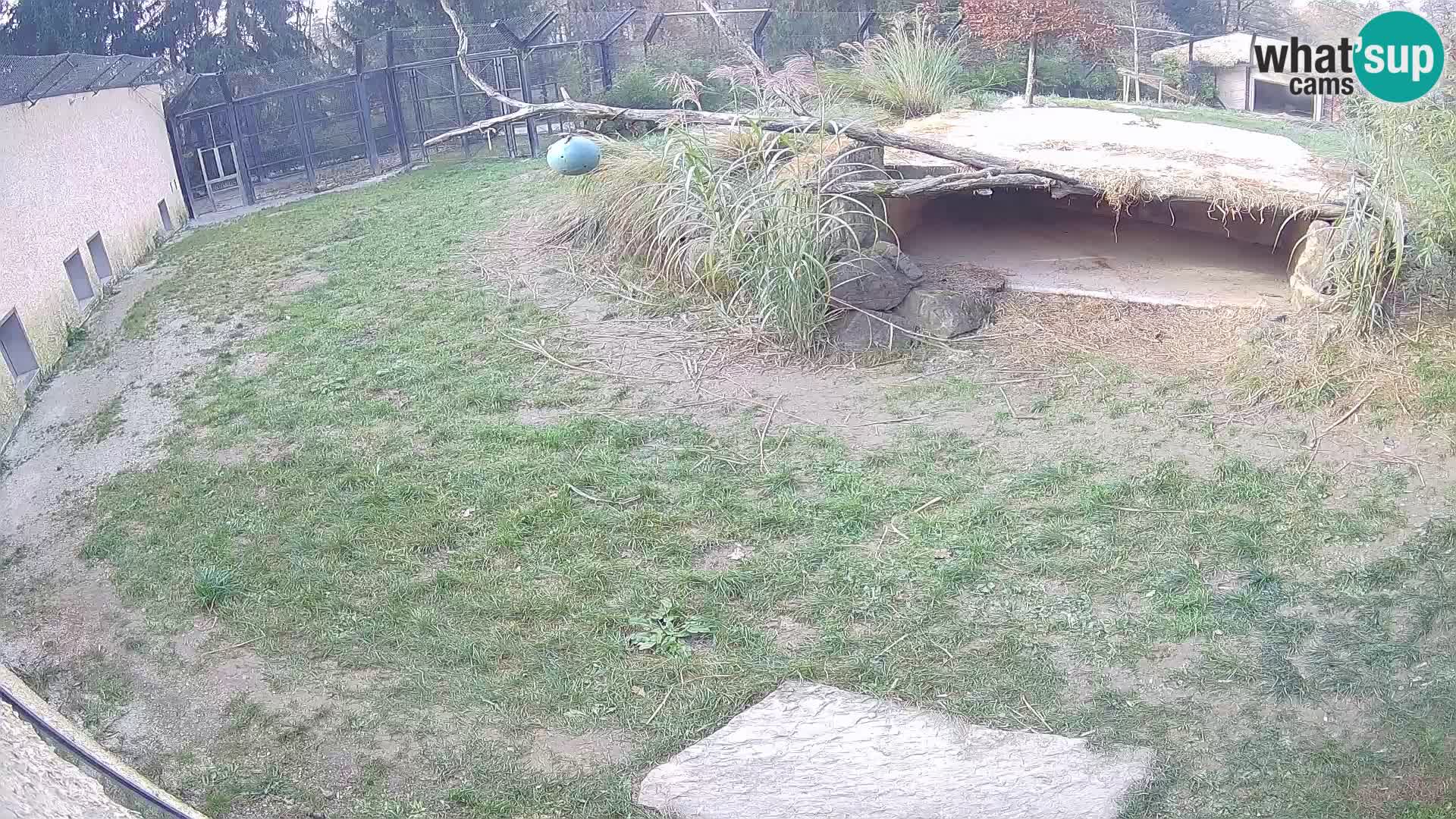 LEVI spletna kamera v živalskem vrtu Ljubljana Zoo