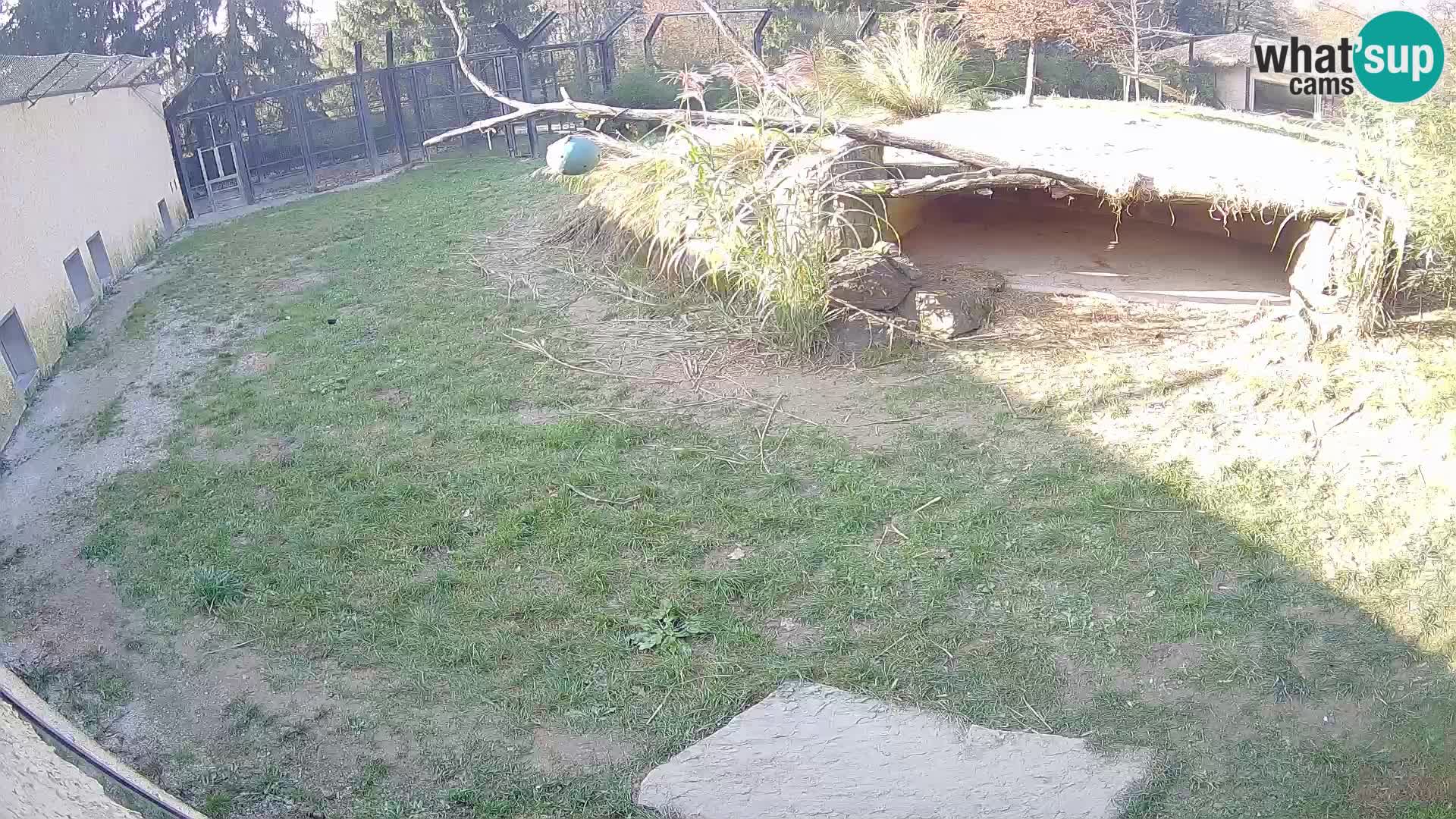 LEON Webcam en vivo en Ljubljana Zoo – Eslovenia