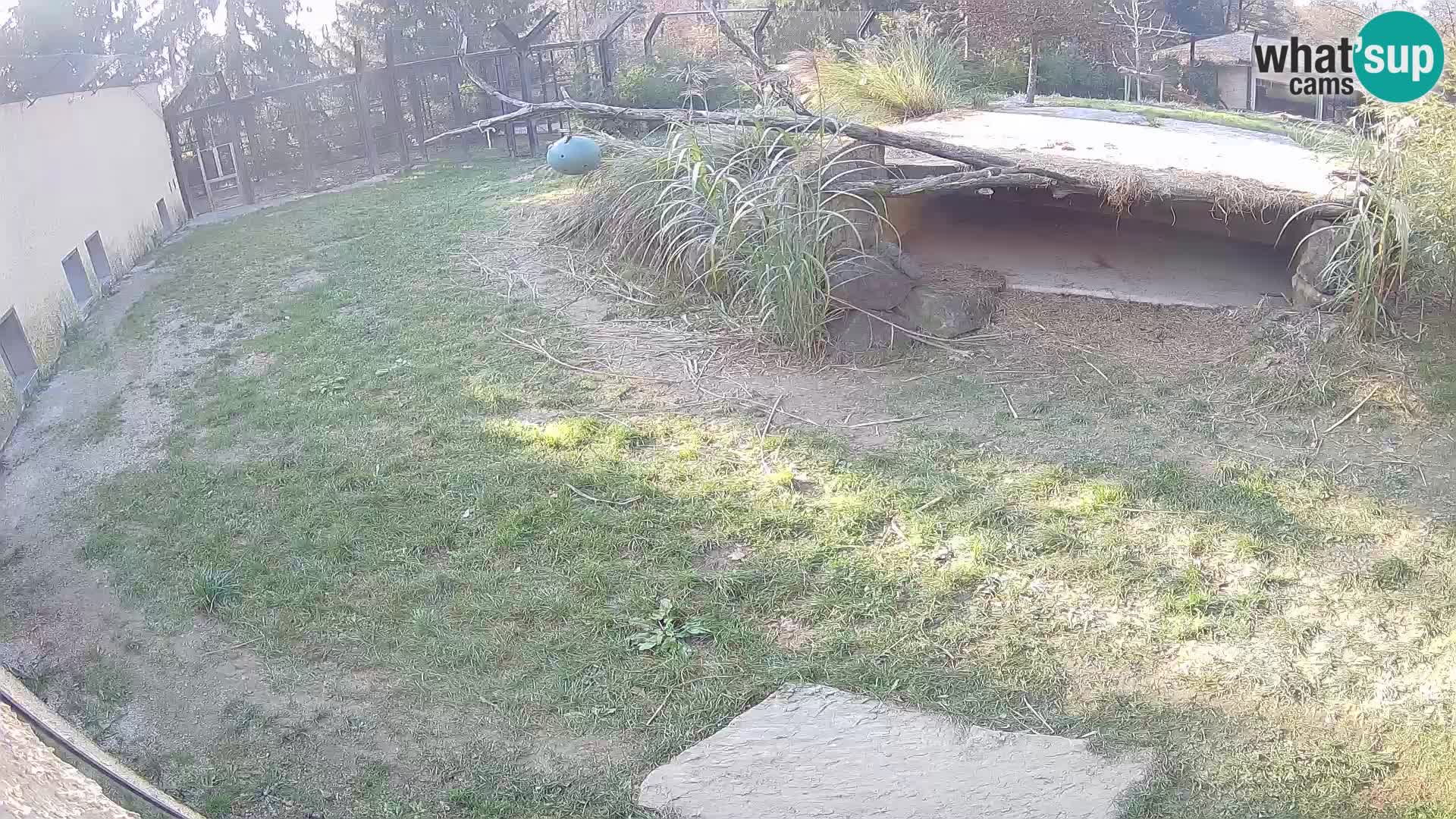 LEONE live Webcam nello zoo di Lubiana – Slovenia