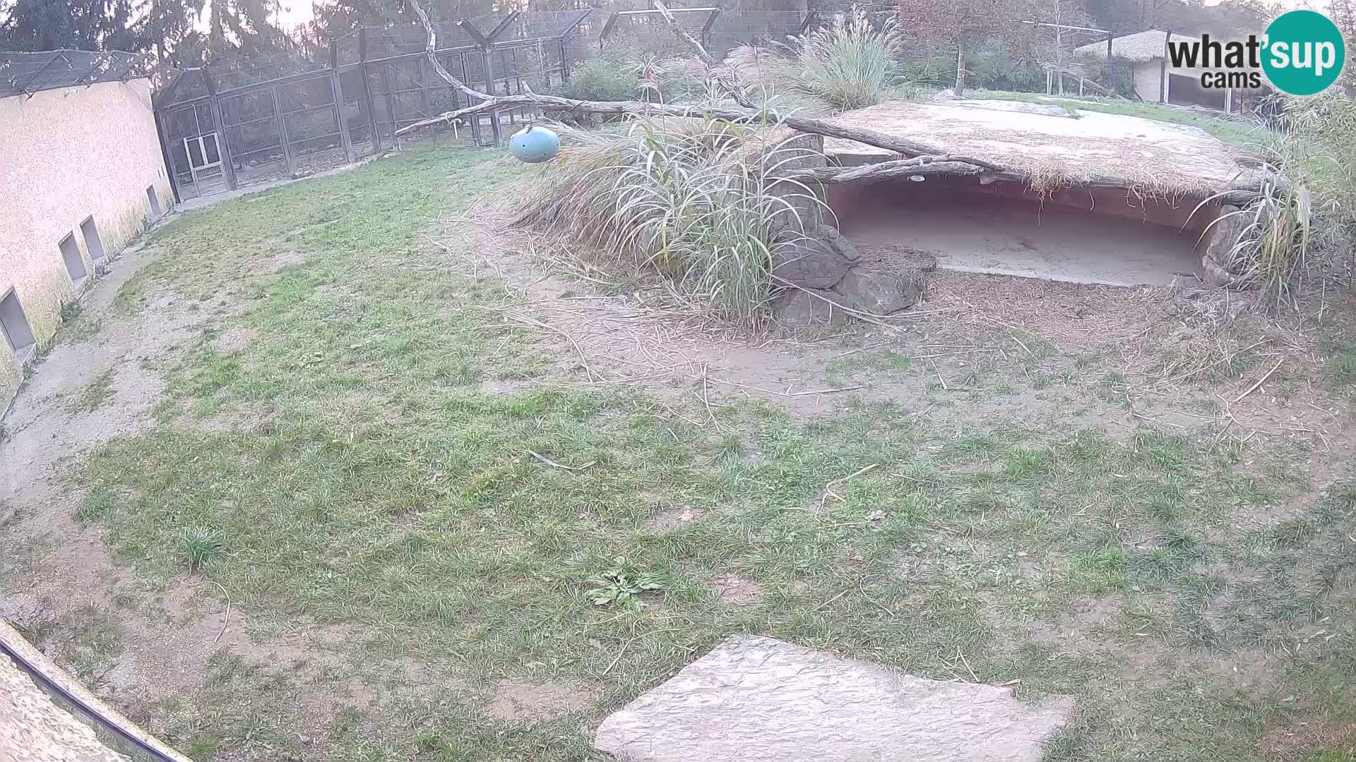 Löwe live Webcam im Zoo von Ljubljana – Slowenien