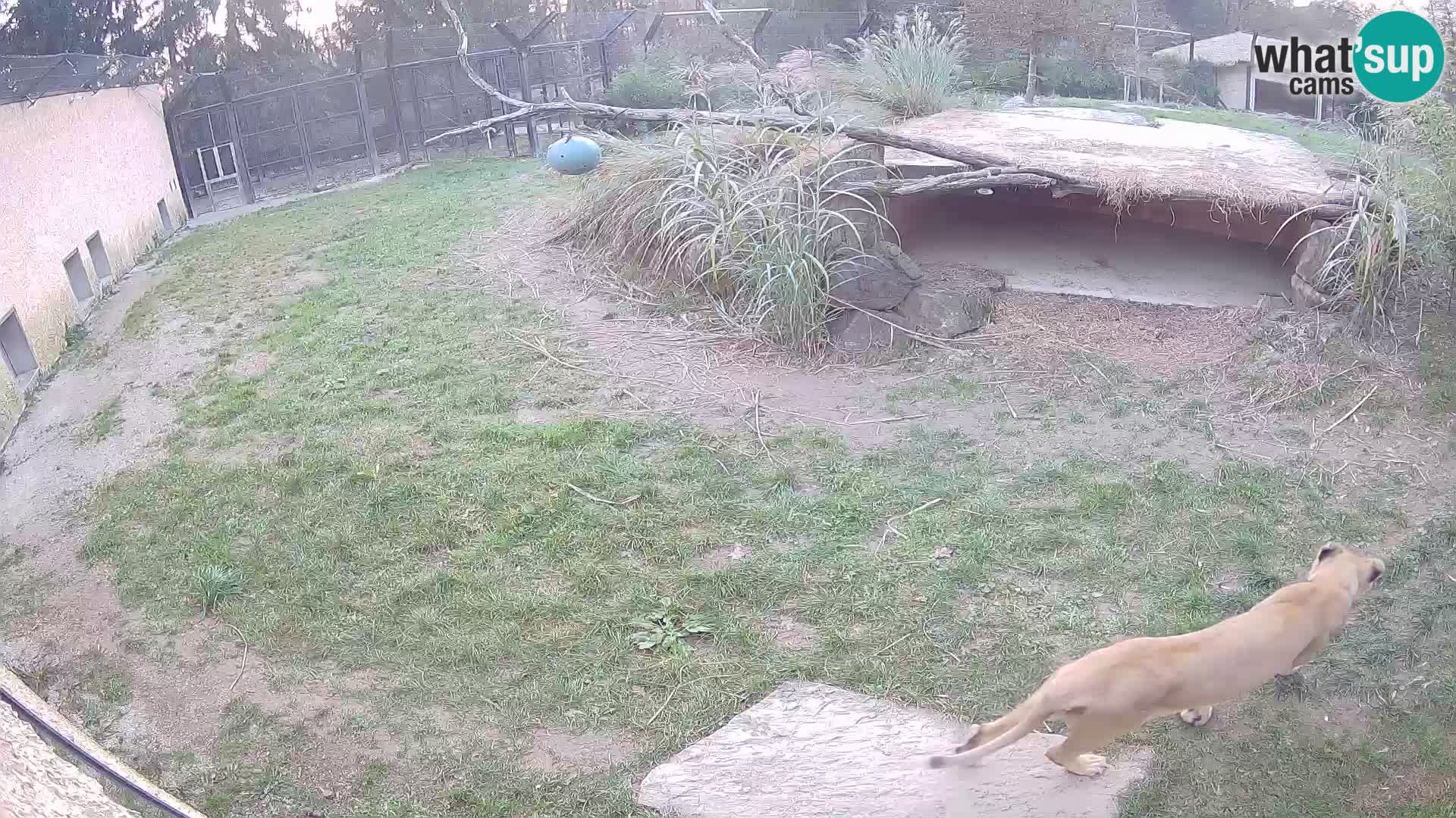 Löwe live Webcam im Zoo von Ljubljana – Slowenien