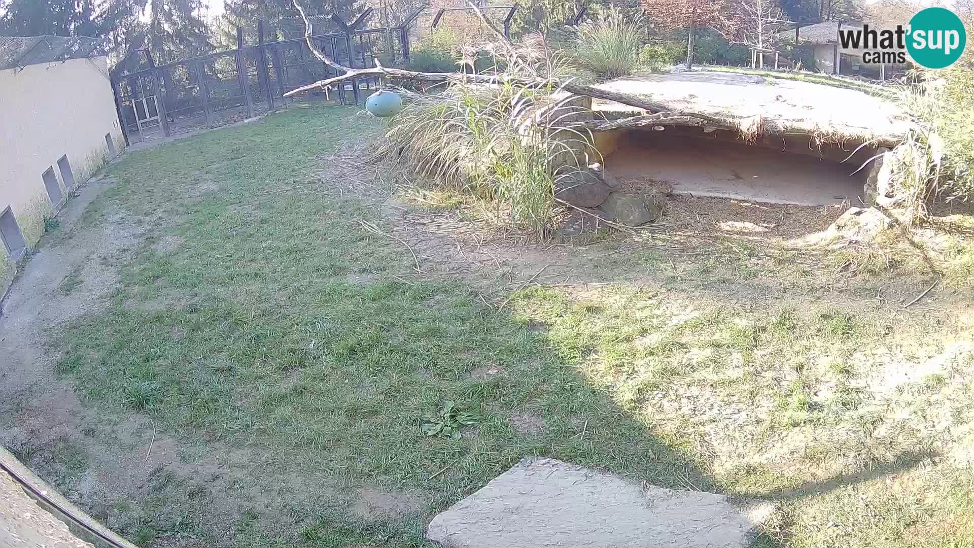 LION live Webcam in Ljubljana Zoo – Slovenia