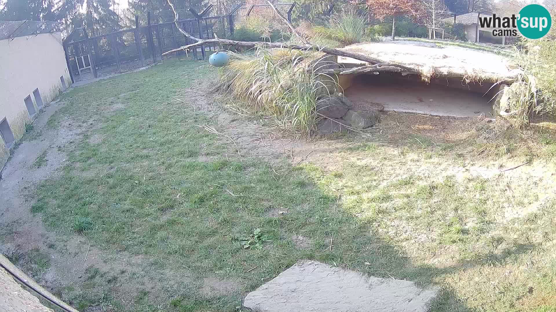 LION live Webcam in Ljubljana Zoo – Slovenia