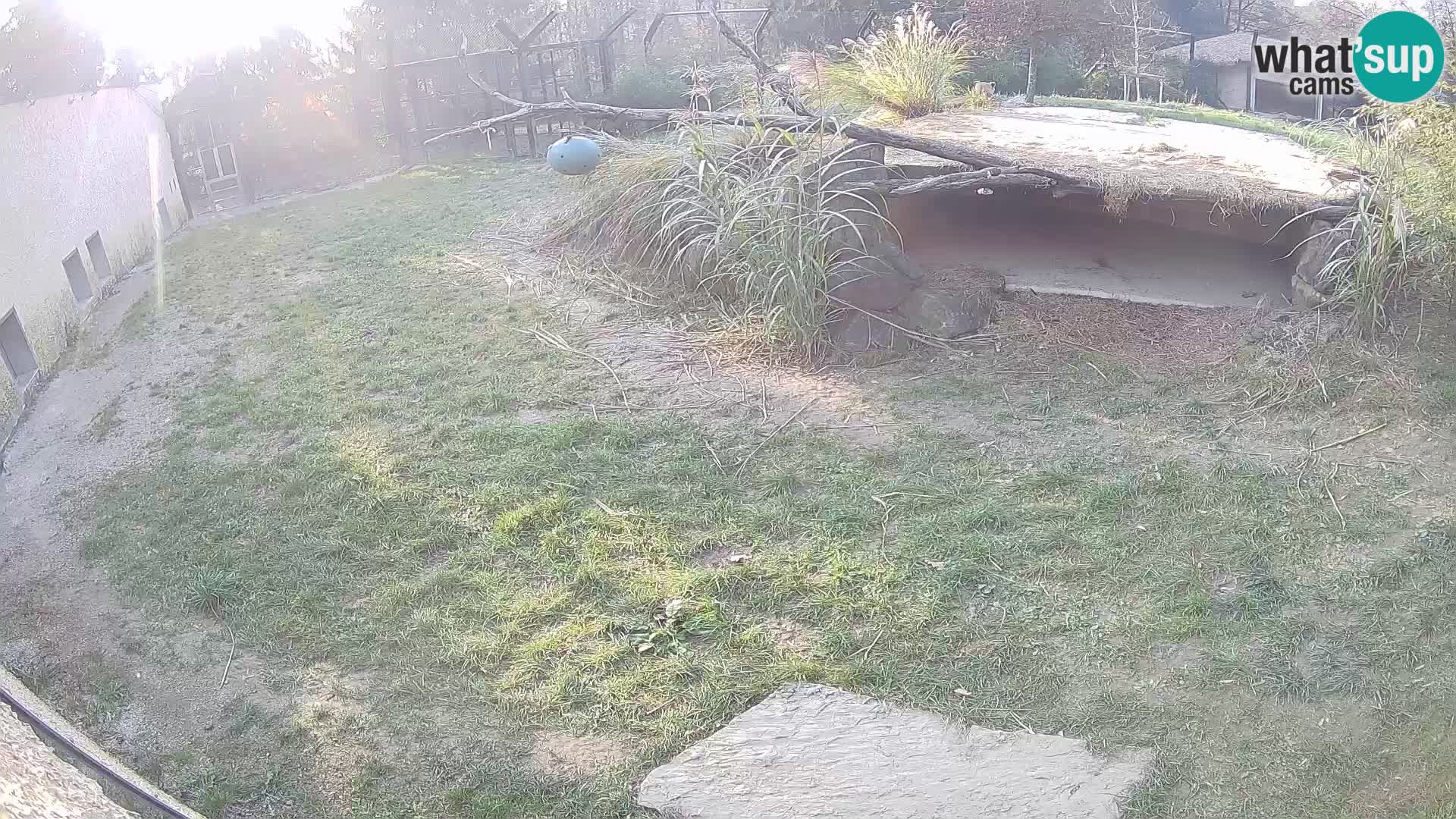 LION live Webcam in Ljubljana Zoo – Slovenia