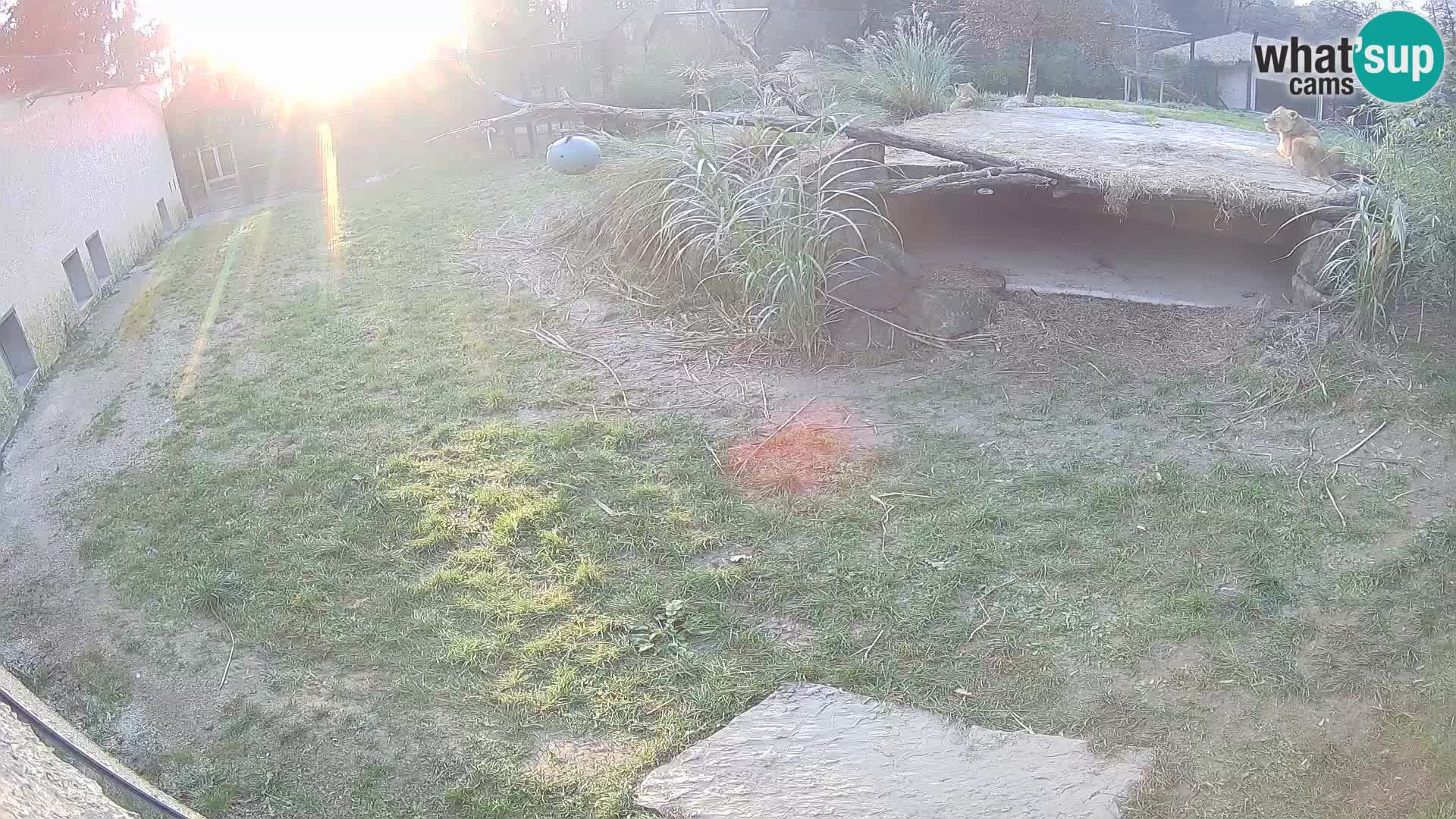 LION live Webcam in Ljubljana Zoo – Slovenia