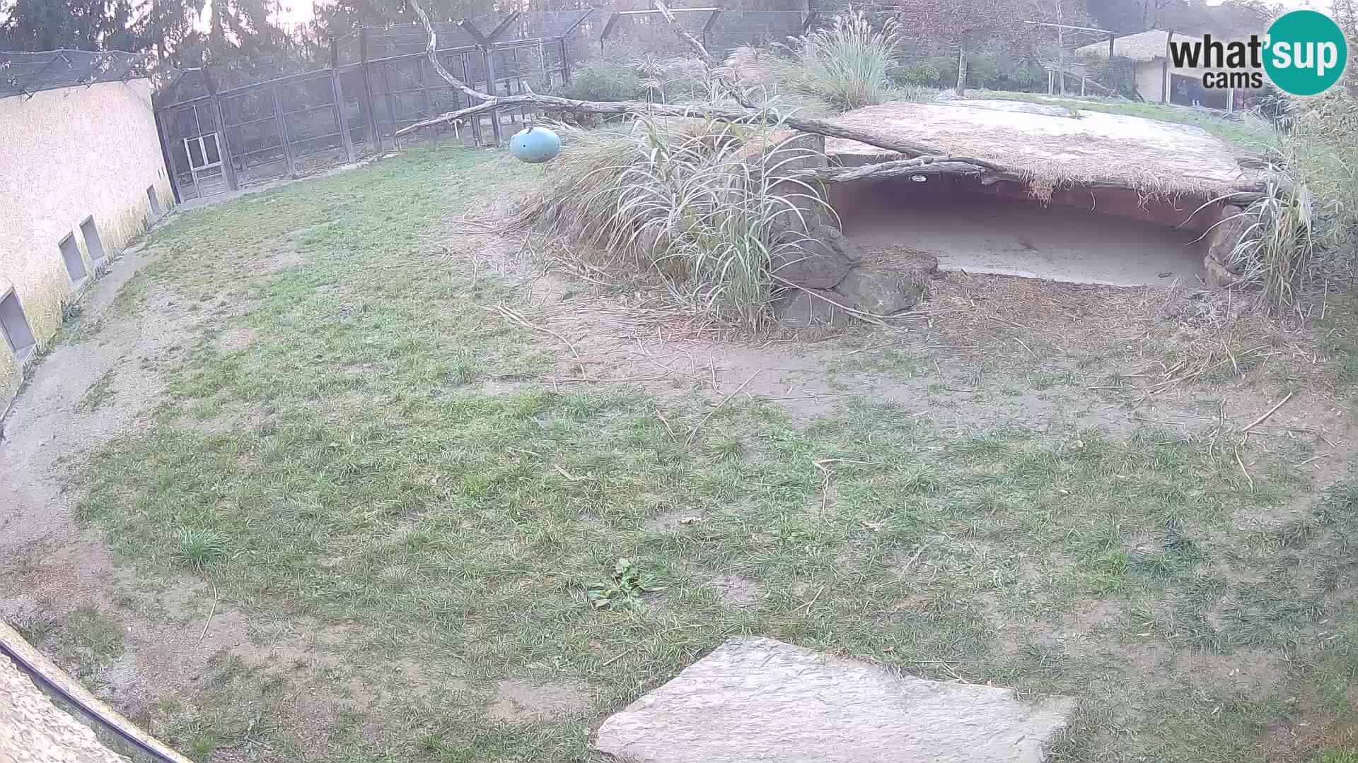 LION live Webcam in Ljubljana Zoo – Slovenia