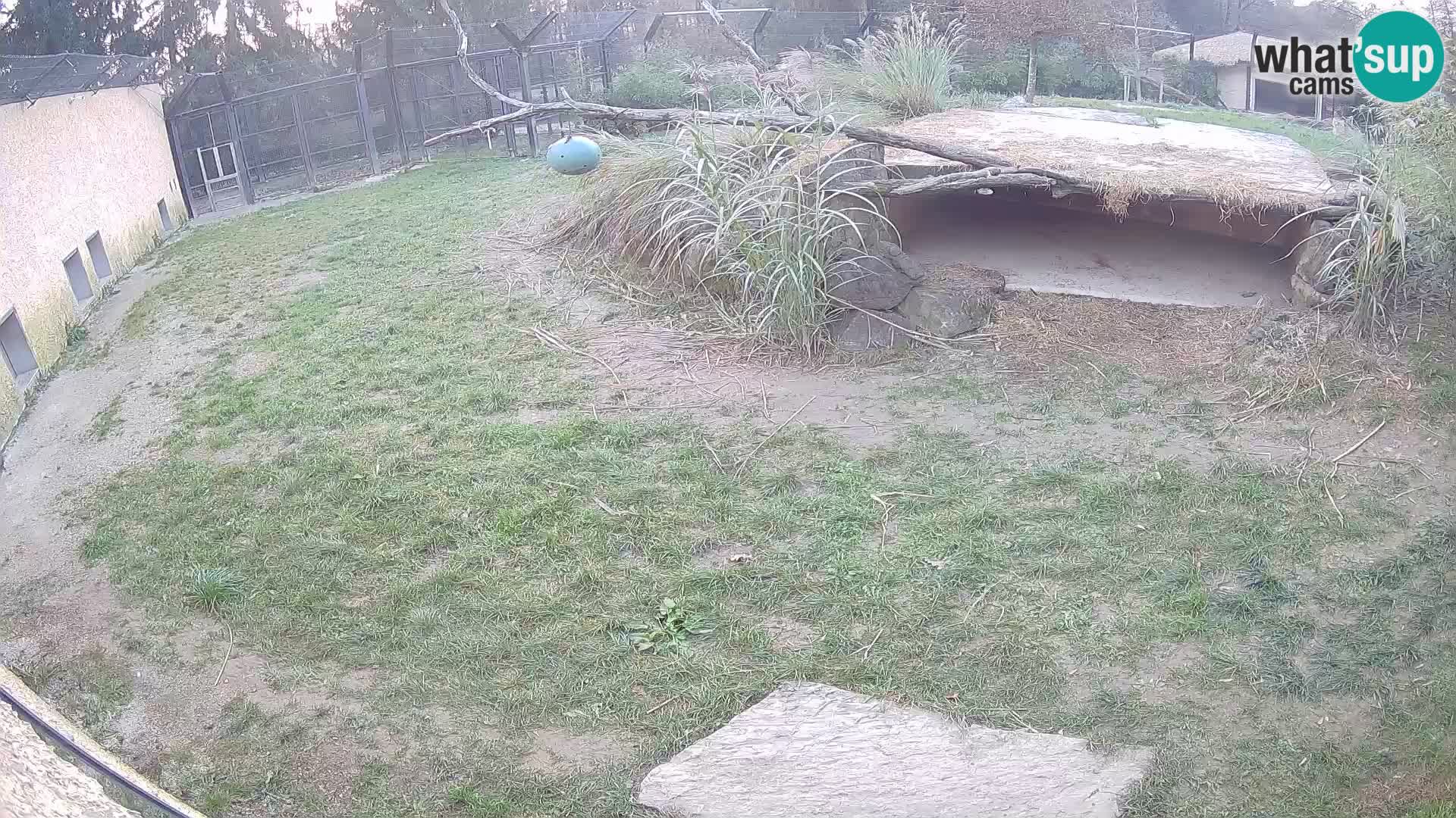 LION webcam en direct du zoo de Ljubljana – Slovénie