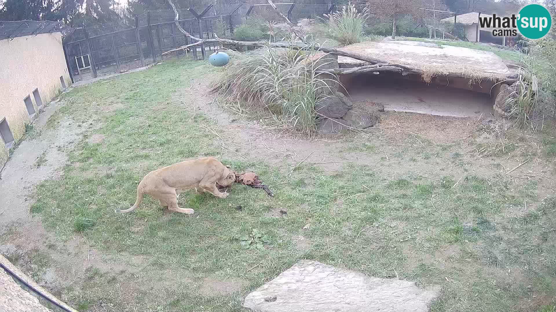 LION live Webcam in Ljubljana Zoo – Slovenia