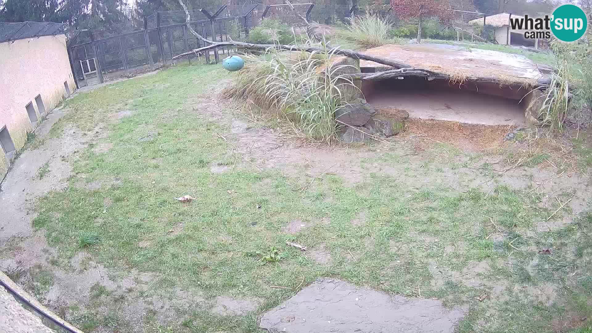 LEONE live Webcam nello zoo di Lubiana – Slovenia