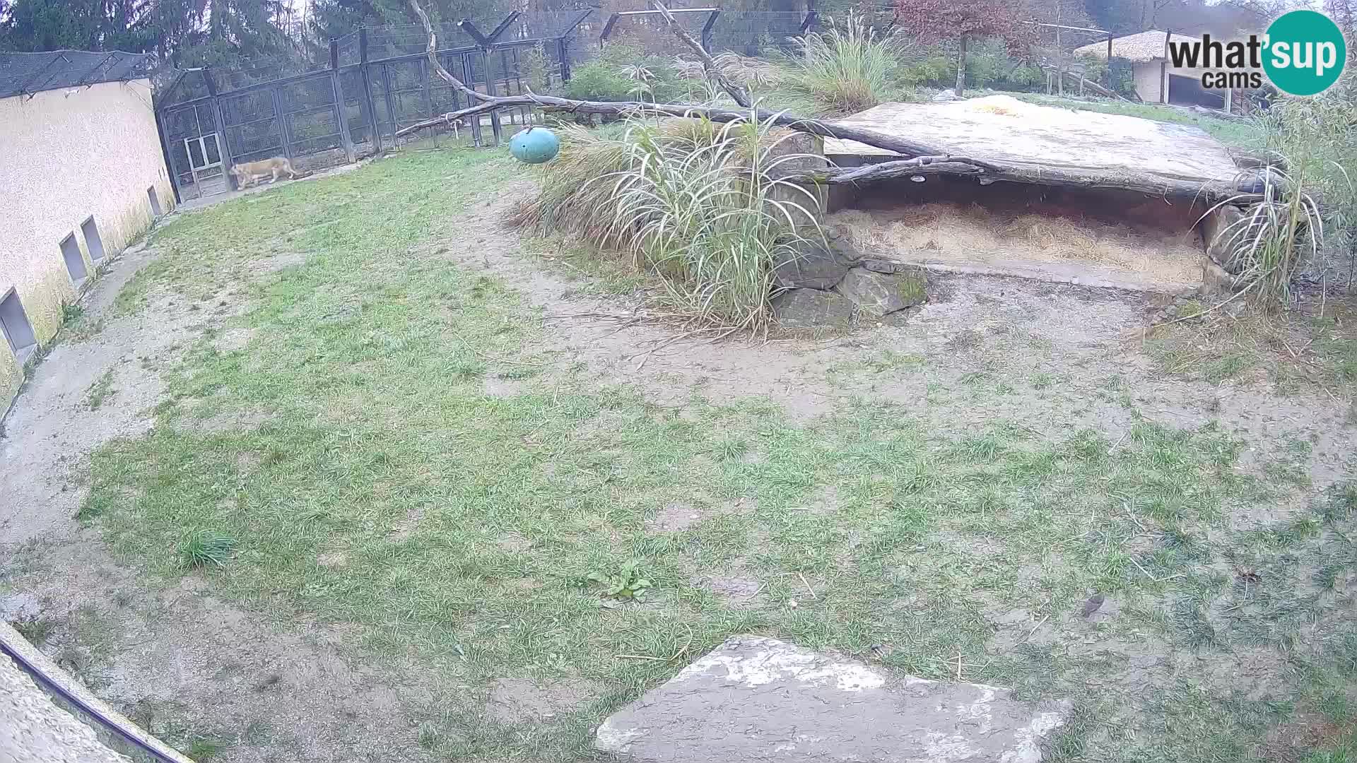 Löwe live Webcam im Zoo von Ljubljana – Slowenien