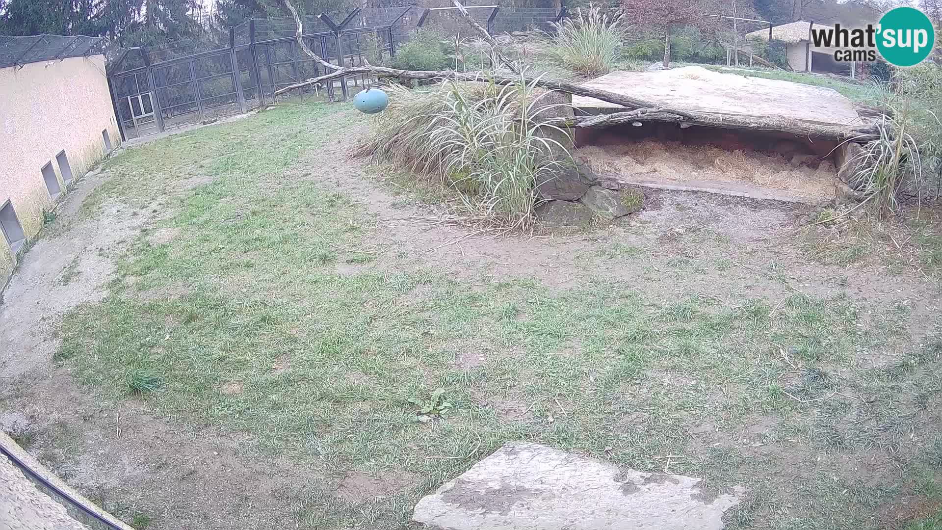 Löwe live Webcam im Zoo von Ljubljana – Slowenien