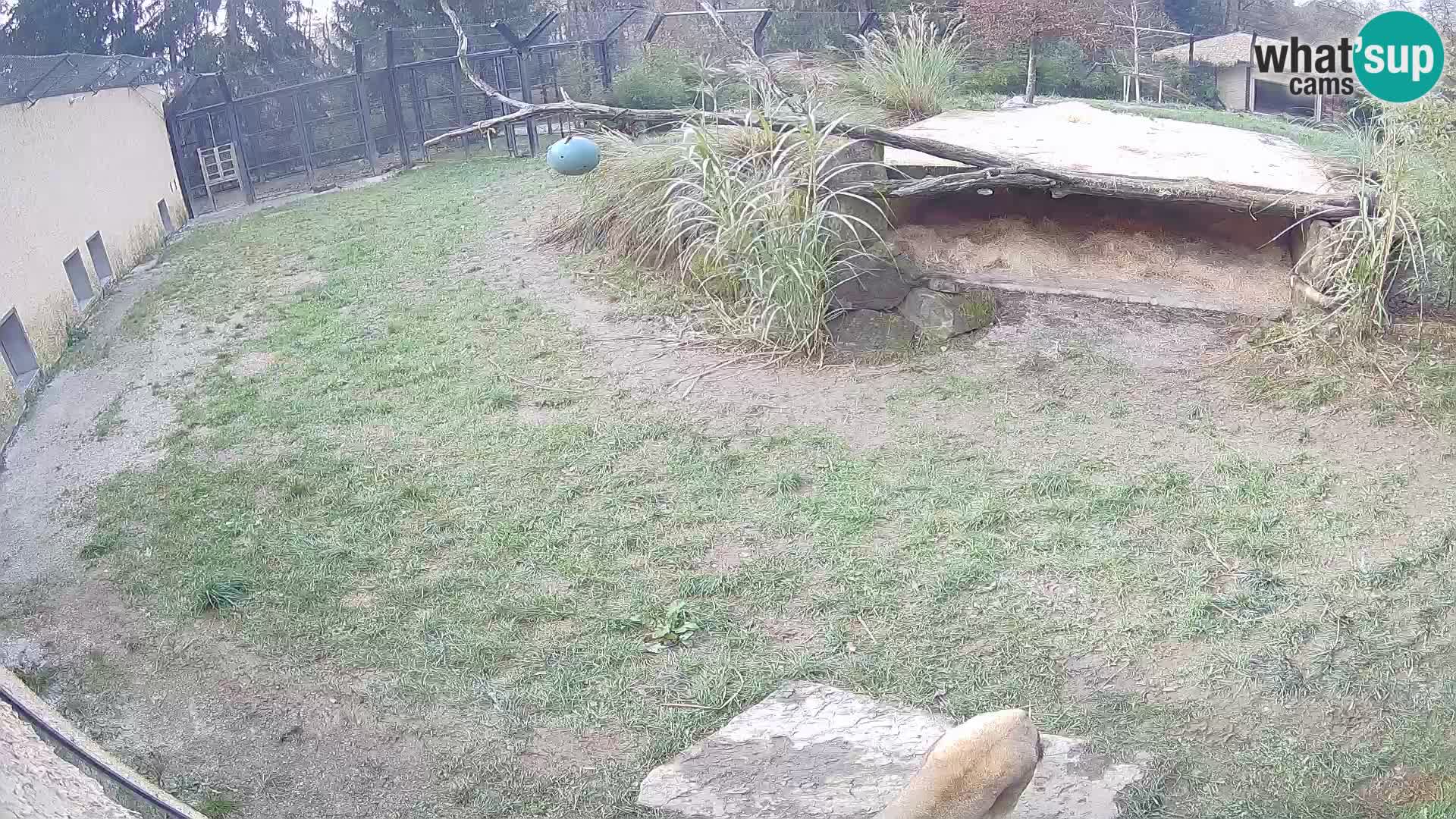 Löwe live Webcam im Zoo von Ljubljana – Slowenien