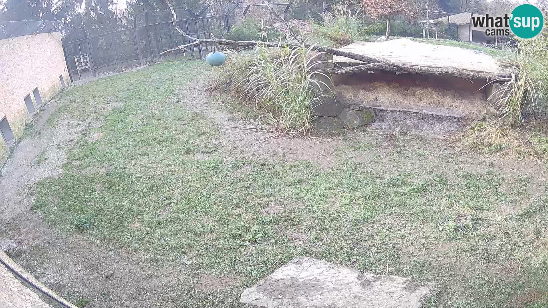 Löwe live Webcam im Zoo von Ljubljana – Slowenien