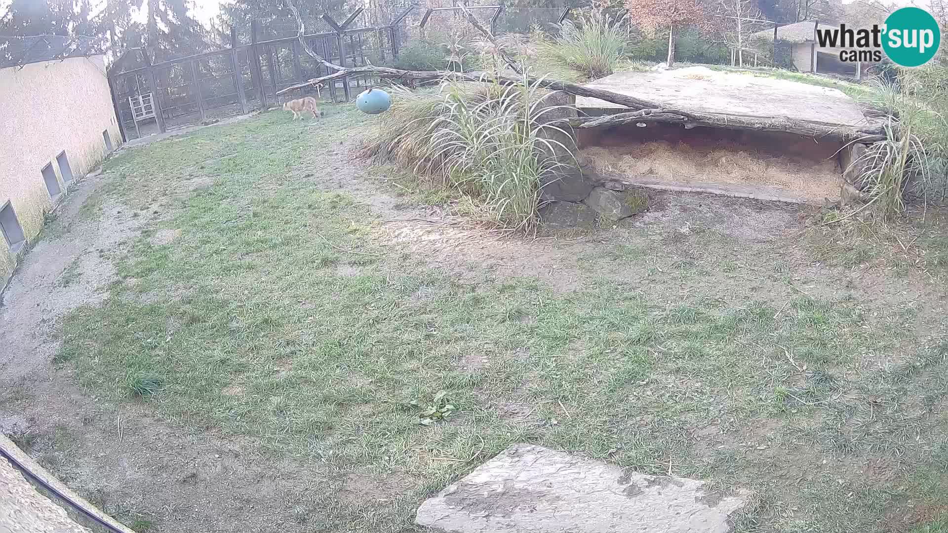 Löwe live Webcam im Zoo von Ljubljana – Slowenien