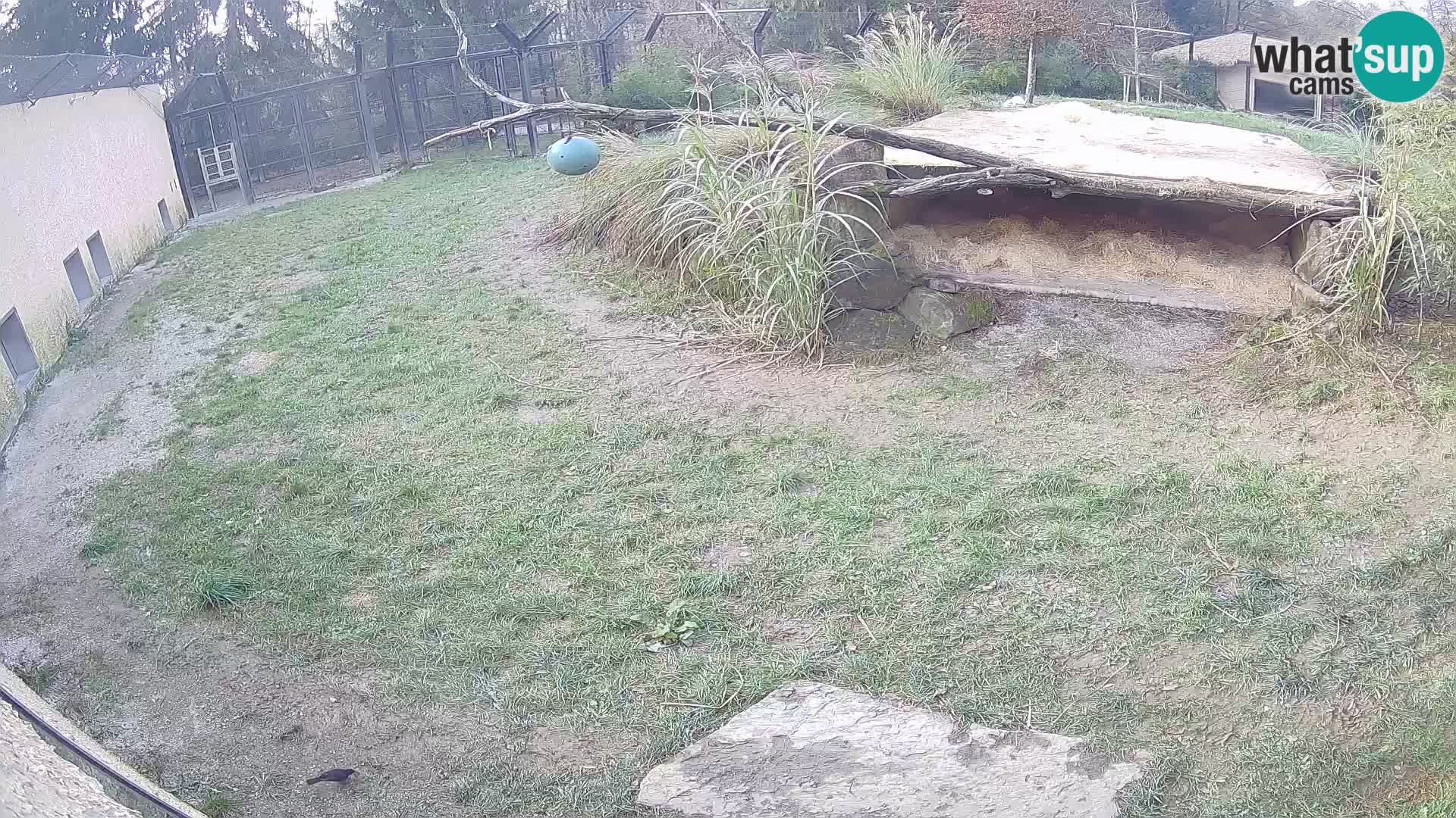 Löwe live Webcam im Zoo von Ljubljana – Slowenien