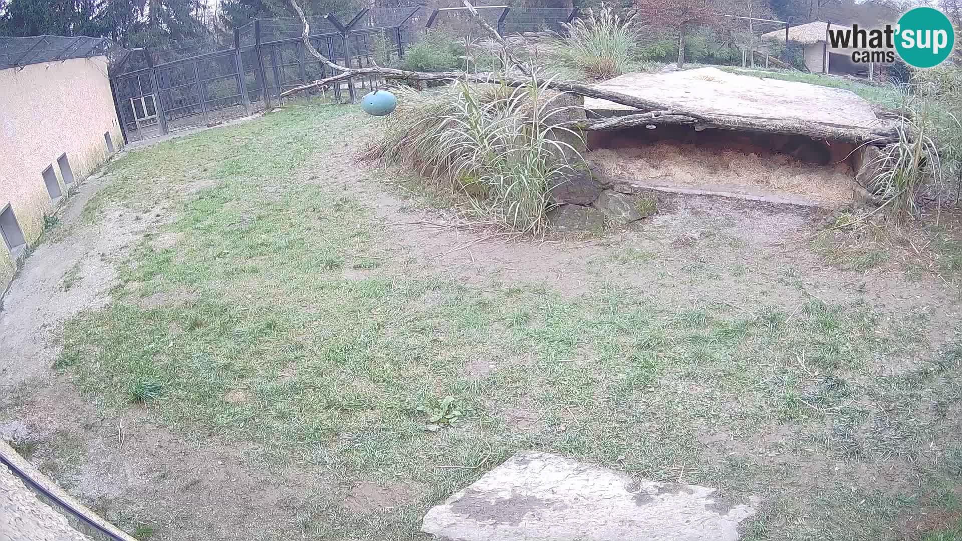 LEONE live Webcam nello zoo di Lubiana – Slovenia