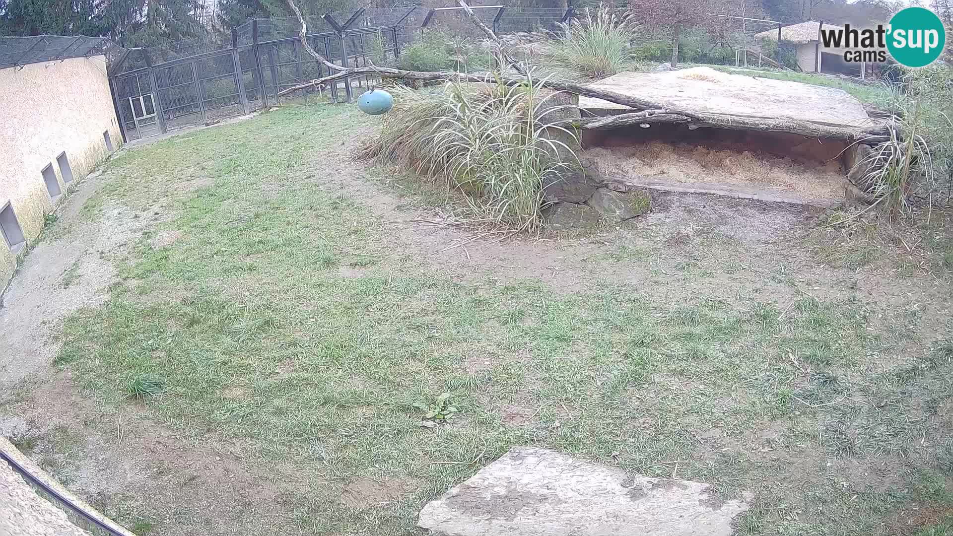 Löwe live Webcam im Zoo von Ljubljana – Slowenien