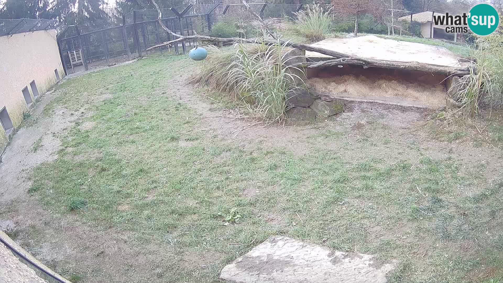 Löwe live Webcam im Zoo von Ljubljana – Slowenien