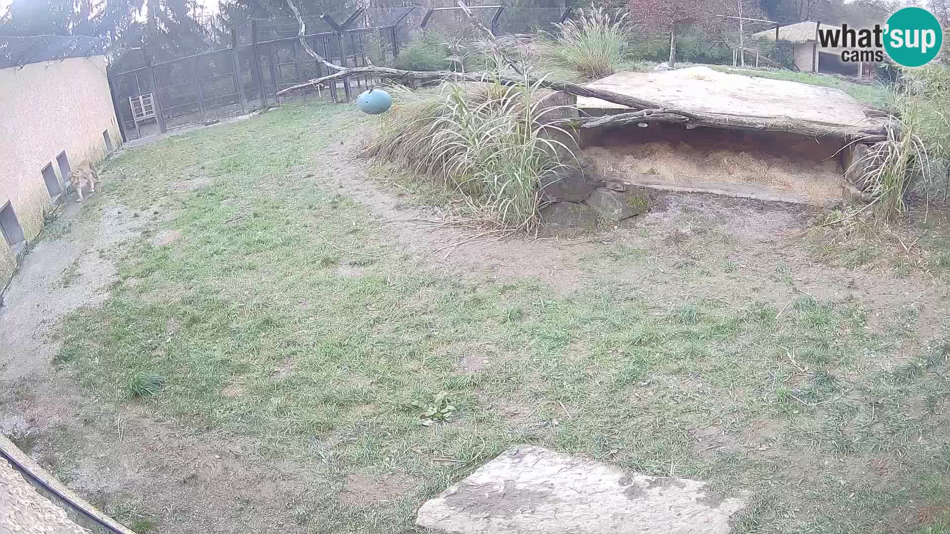 Löwe live Webcam im Zoo von Ljubljana – Slowenien