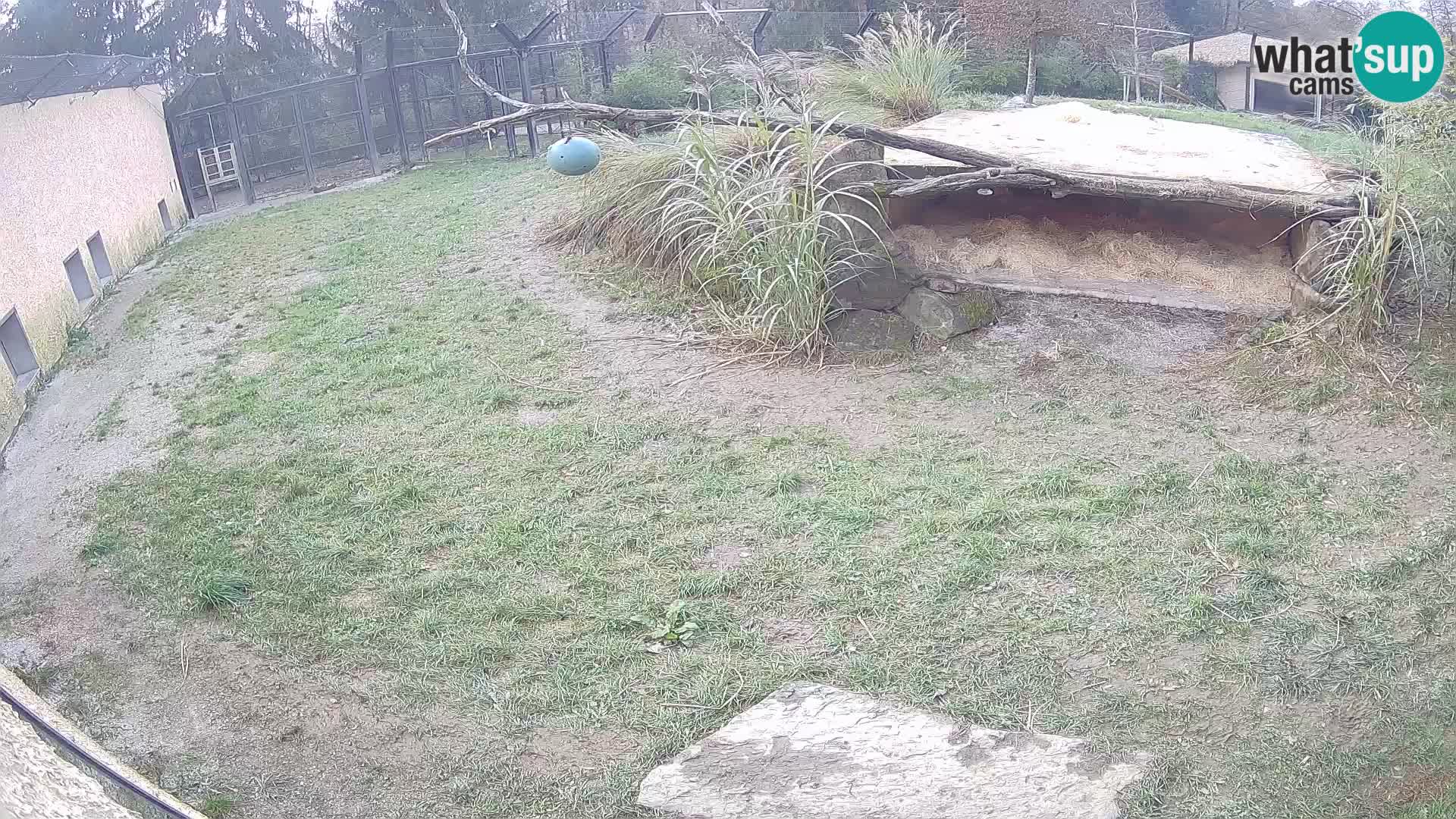 Löwe live Webcam im Zoo von Ljubljana – Slowenien