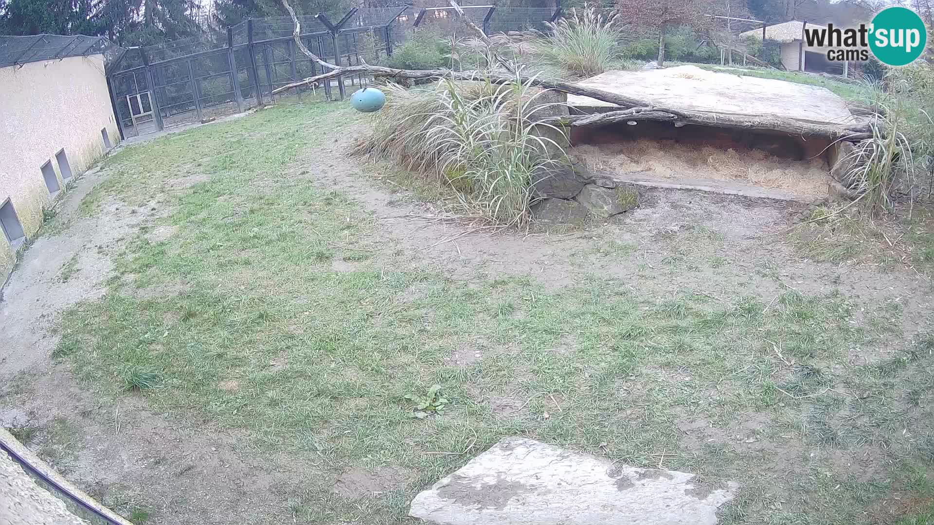 Löwe live Webcam im Zoo von Ljubljana – Slowenien