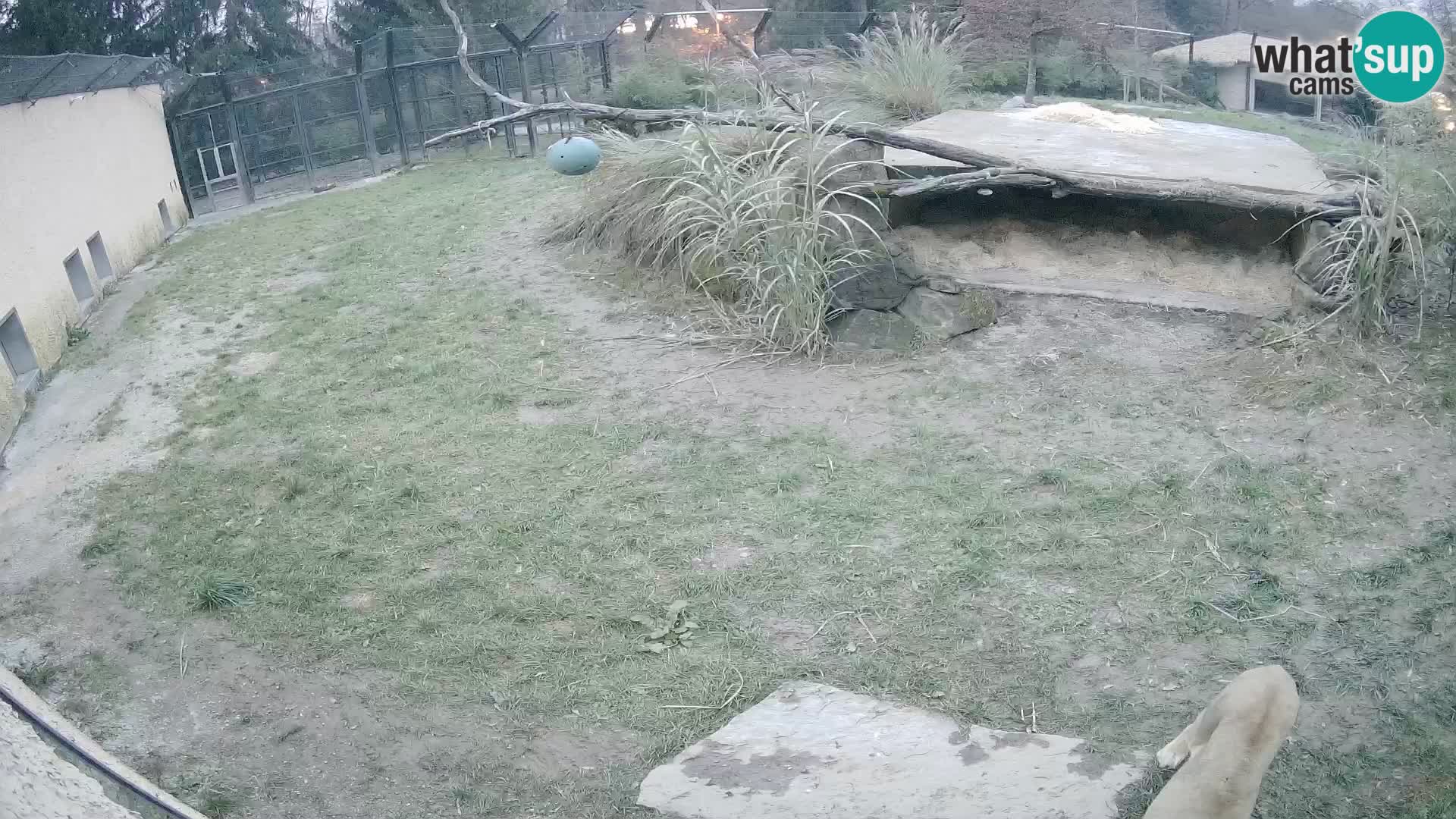 Löwe live Webcam im Zoo von Ljubljana – Slowenien