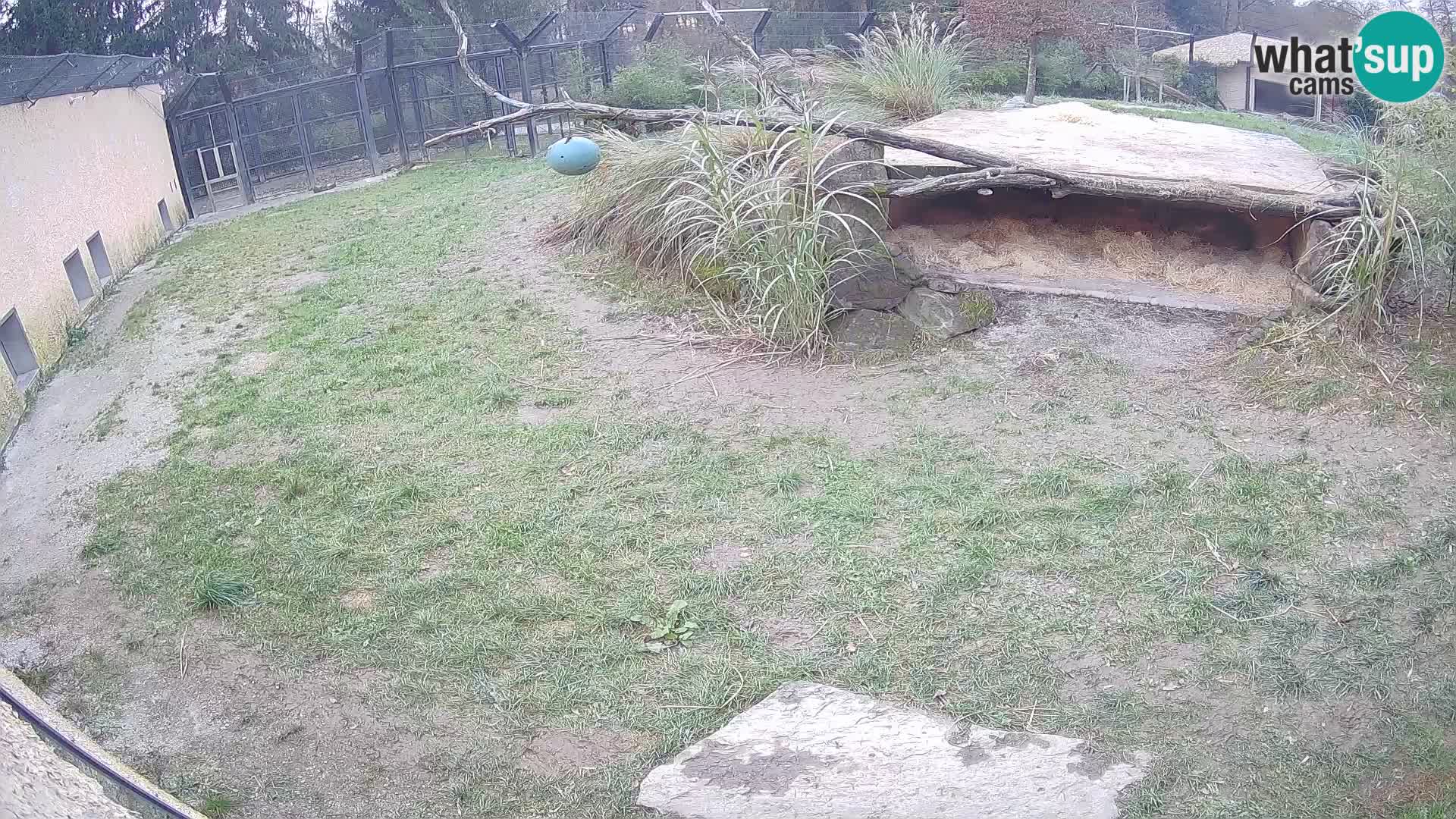 LEON Webcam en vivo en Ljubljana Zoo – Eslovenia