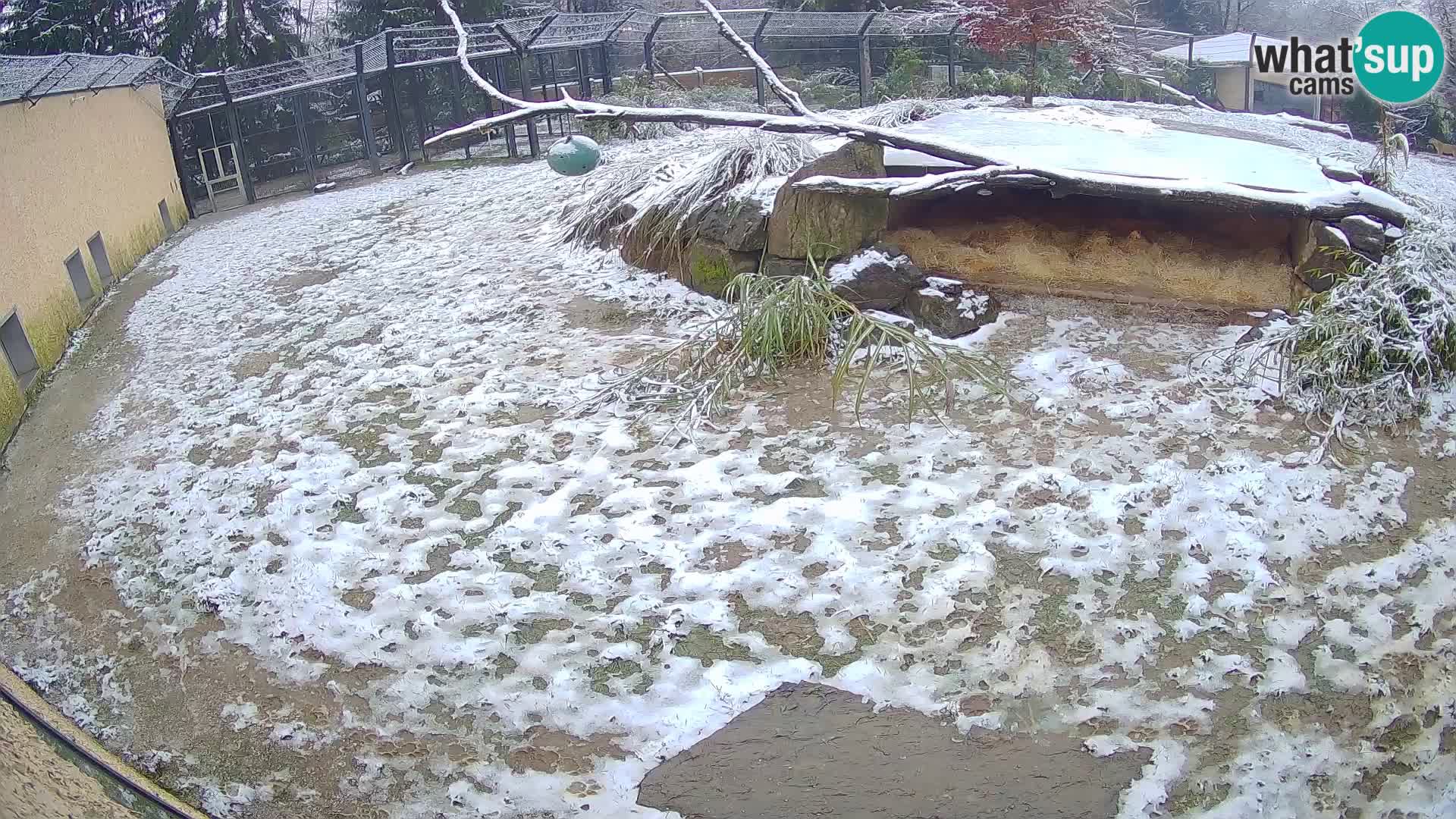 LEONE live Webcam nello zoo di Lubiana – Slovenia