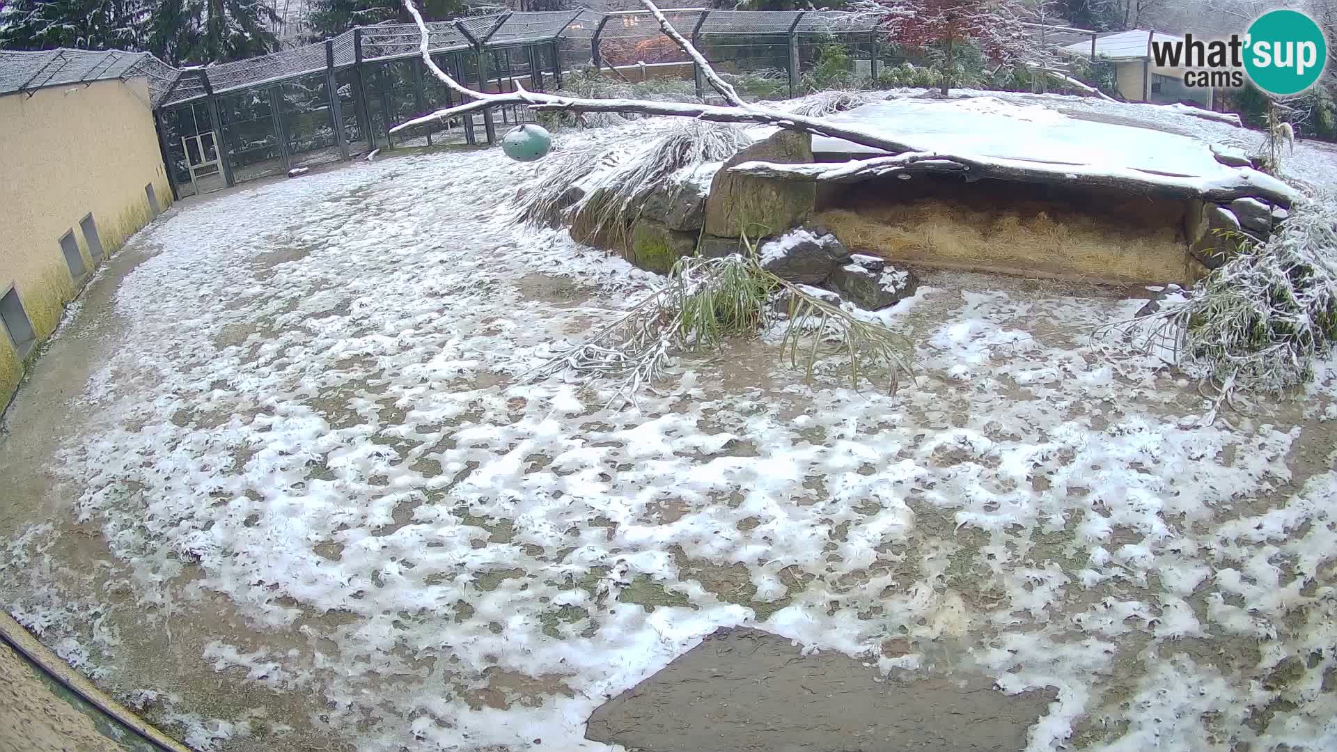 LEONE live Webcam nello zoo di Lubiana – Slovenia