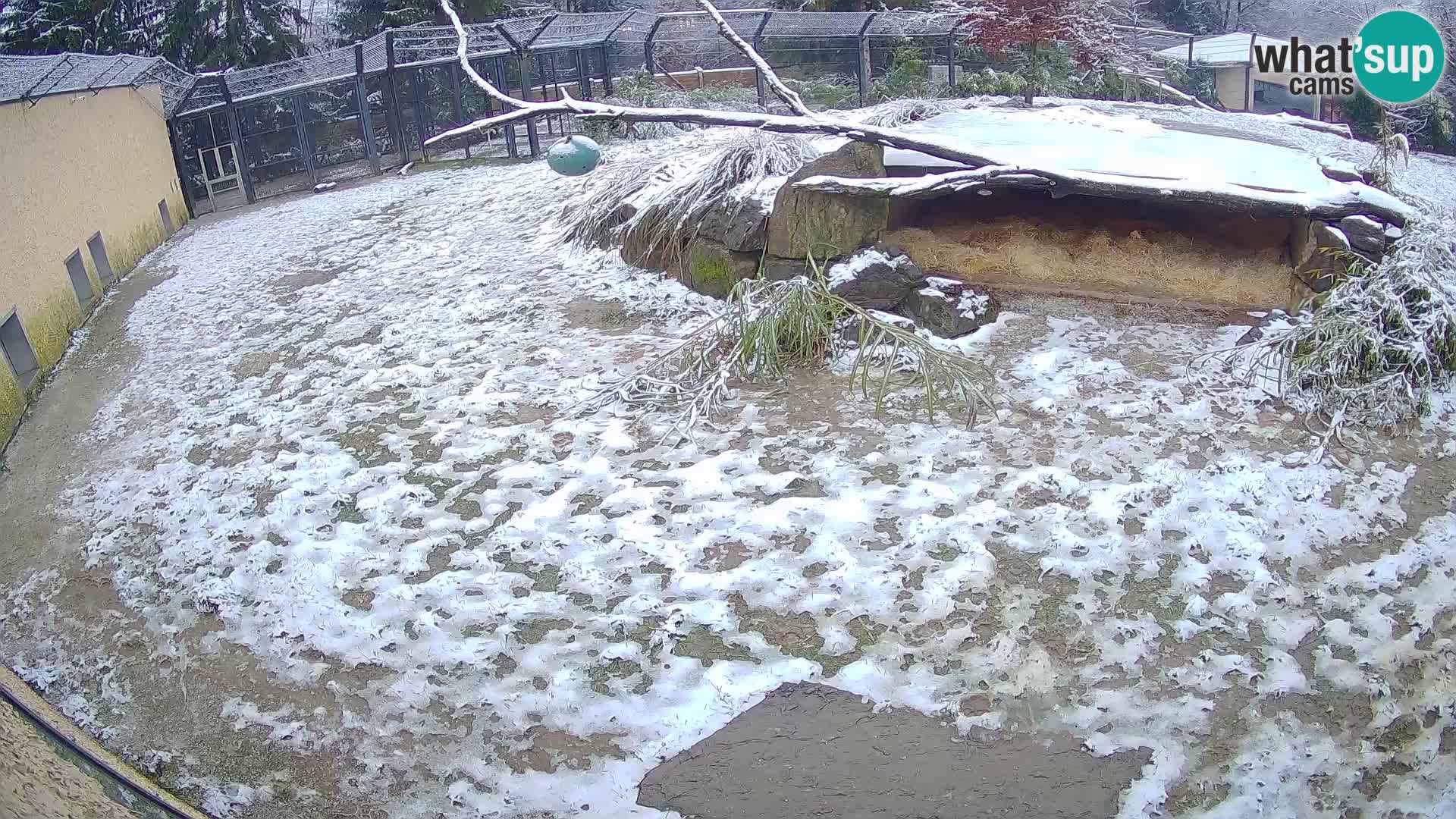 Löwe live Webcam im Zoo von Ljubljana – Slowenien