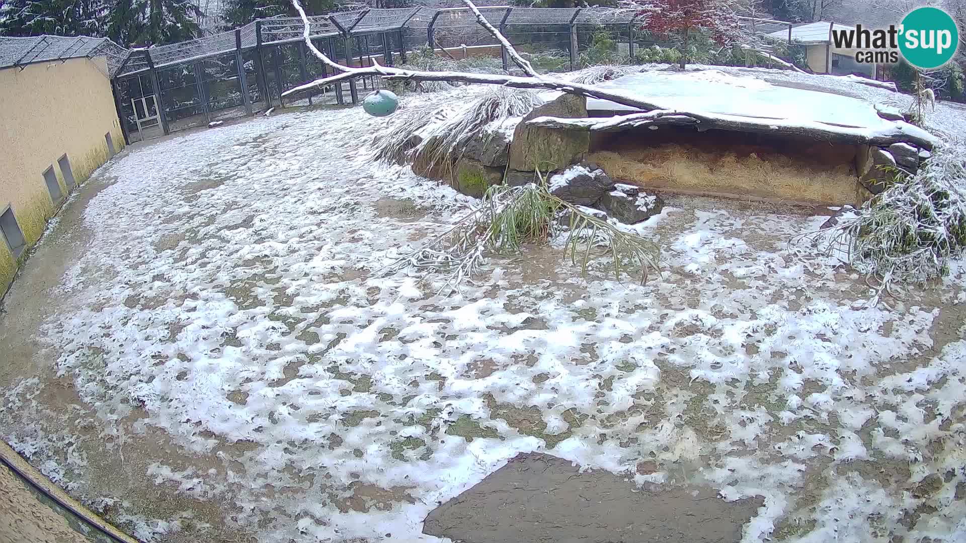 LEONE live Webcam nello zoo di Lubiana – Slovenia