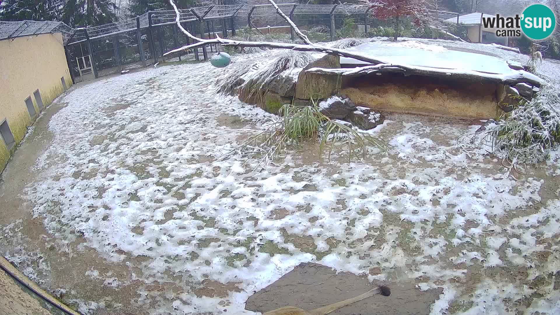 Löwe live Webcam im Zoo von Ljubljana – Slowenien