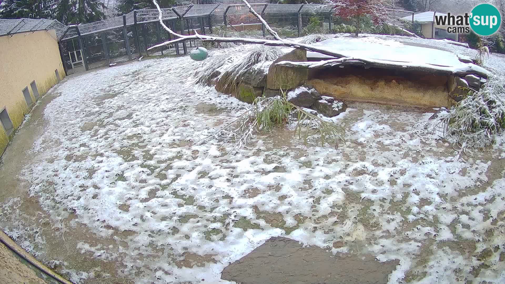 LEONE live Webcam nello zoo di Lubiana – Slovenia