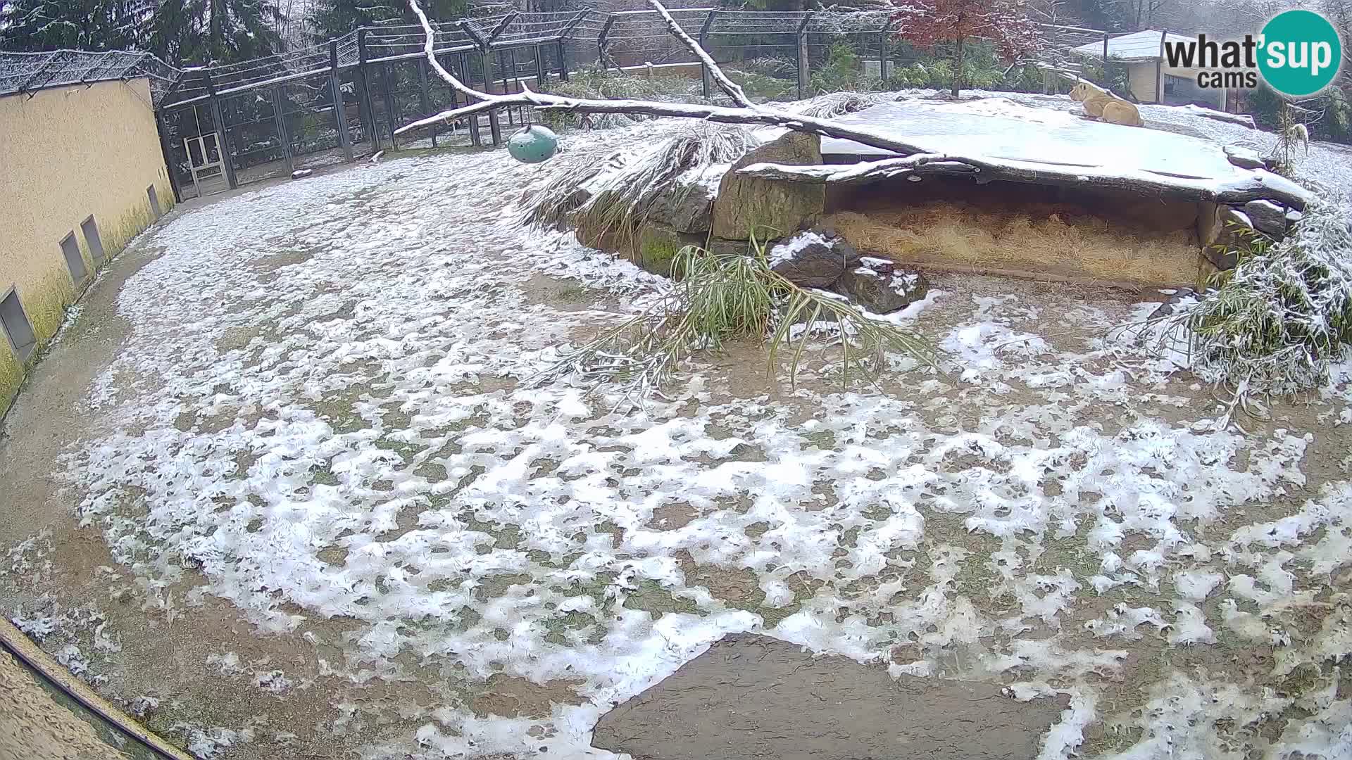 Löwe live Webcam im Zoo von Ljubljana – Slowenien