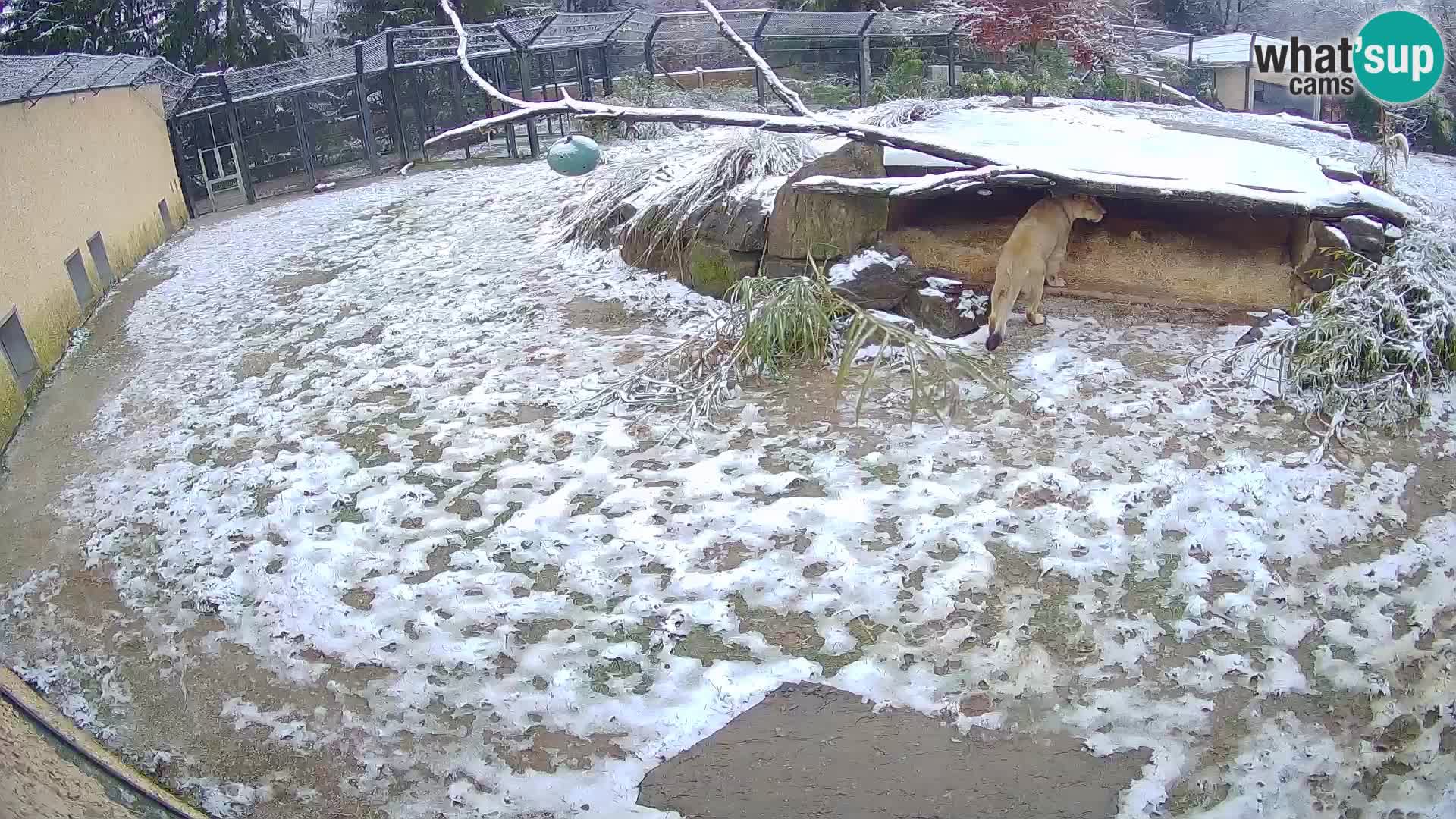 LEON Webcam en vivo en Ljubljana Zoo – Eslovenia