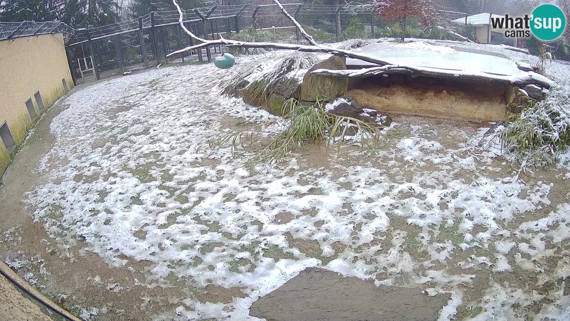 Löwe live Webcam im Zoo von Ljubljana – Slowenien